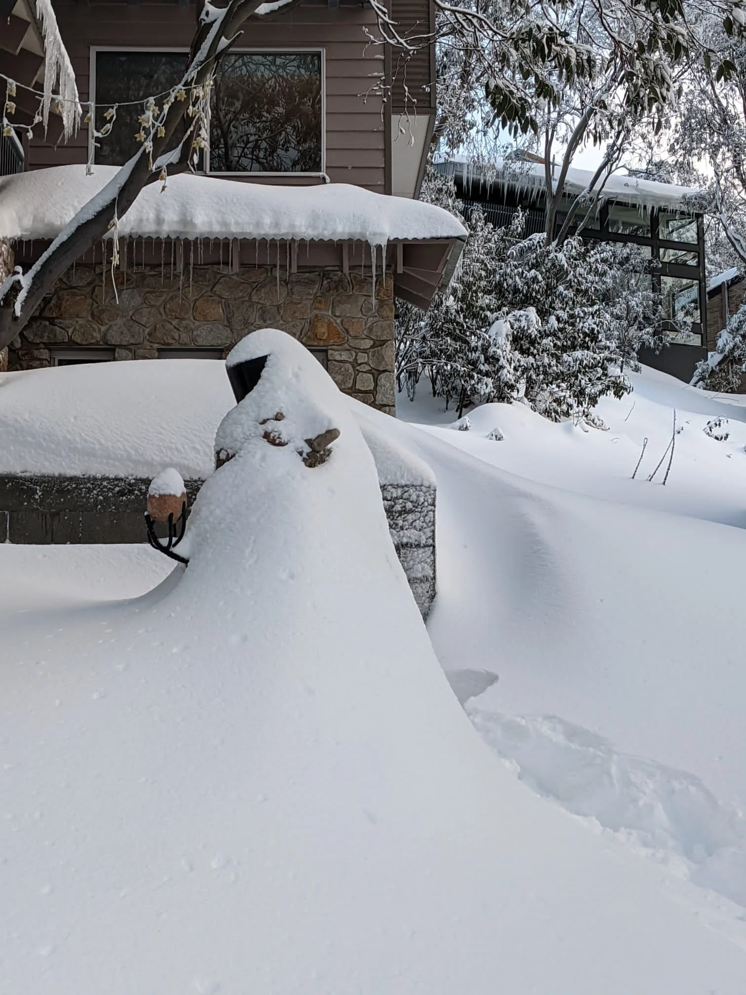 Snozo snowed in pic.jpg