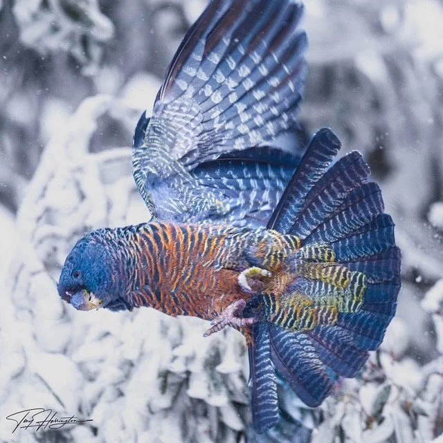 Gang gang out stretched.jpg