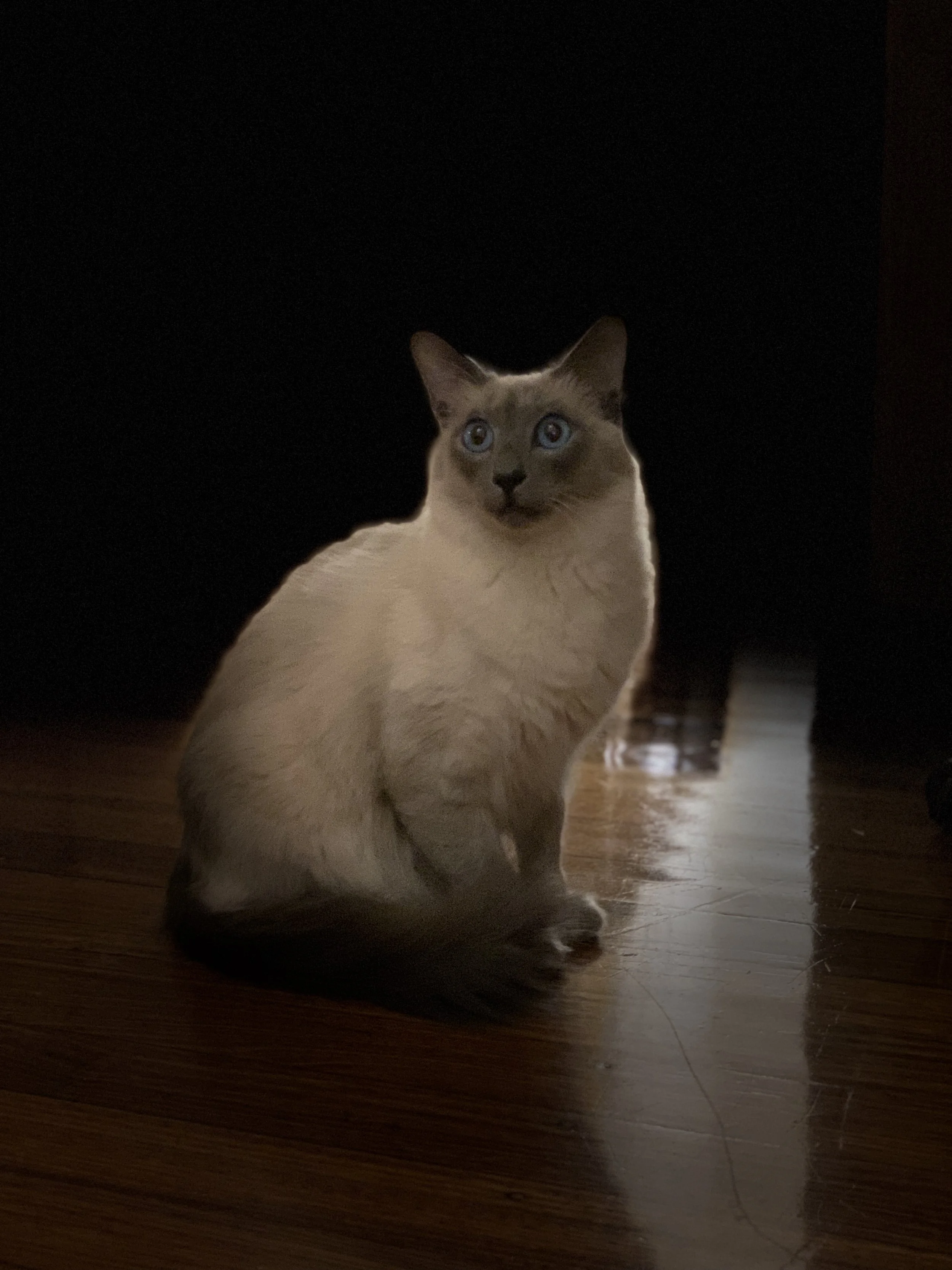 Photo of a balinese cat with his tail curled to the front on a hardwood floor, looking almost cut-out of a striking black background