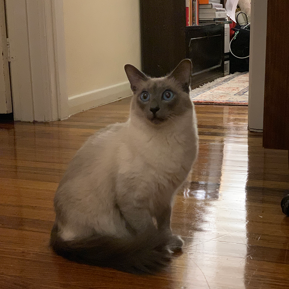 Photo of a balinese cat with his tail curled to the front on a hardwood floor