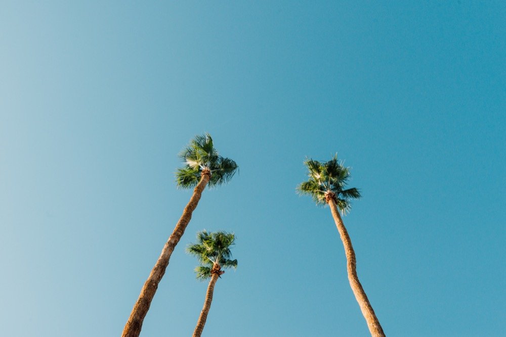 Palm trees