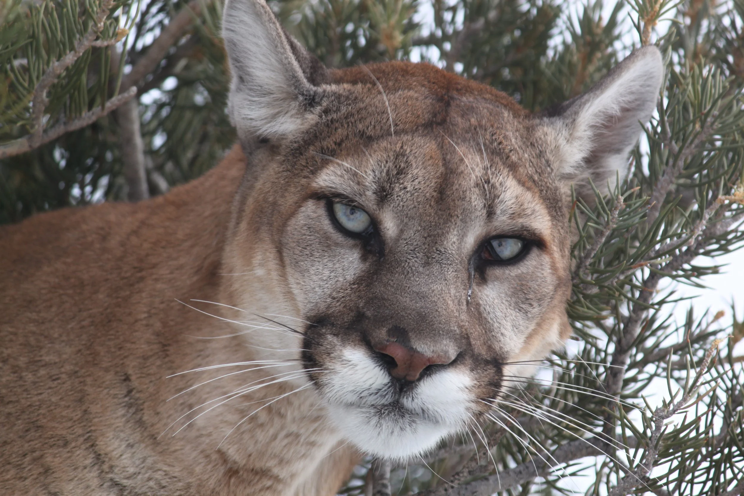 Close-up of a mountain lion's face among tree branches, with piercing blue eyes and tan fur.