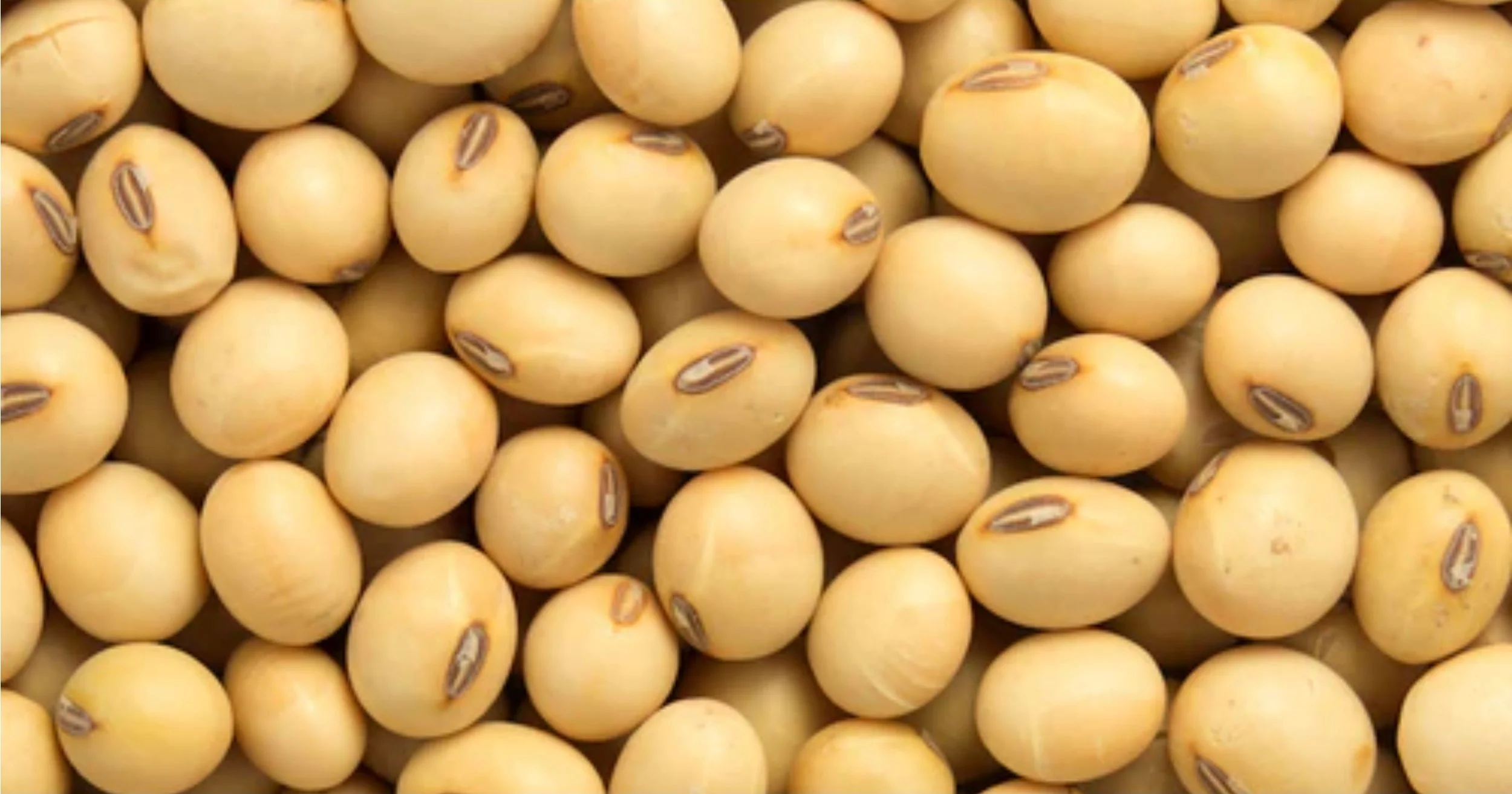 Soya Beans