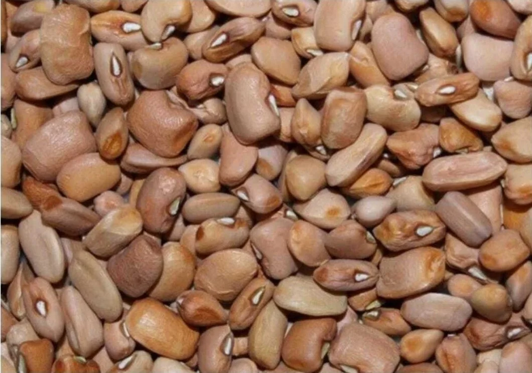 Nigeria Honey Beans