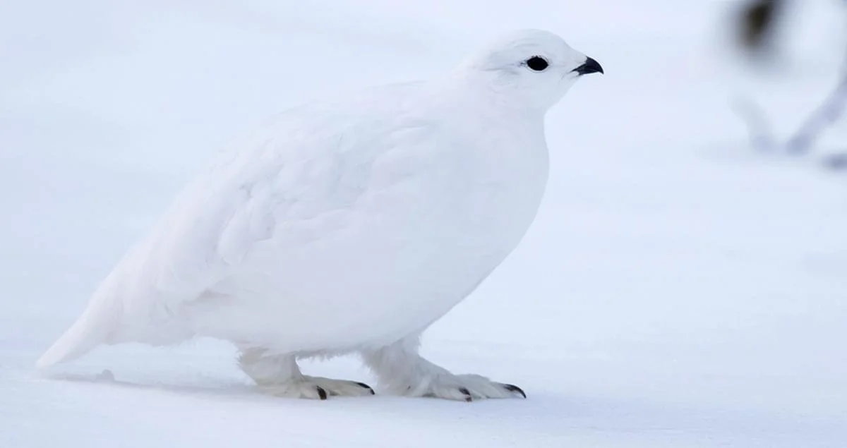 A white ptarmigan, standing on snow with a snowy background.