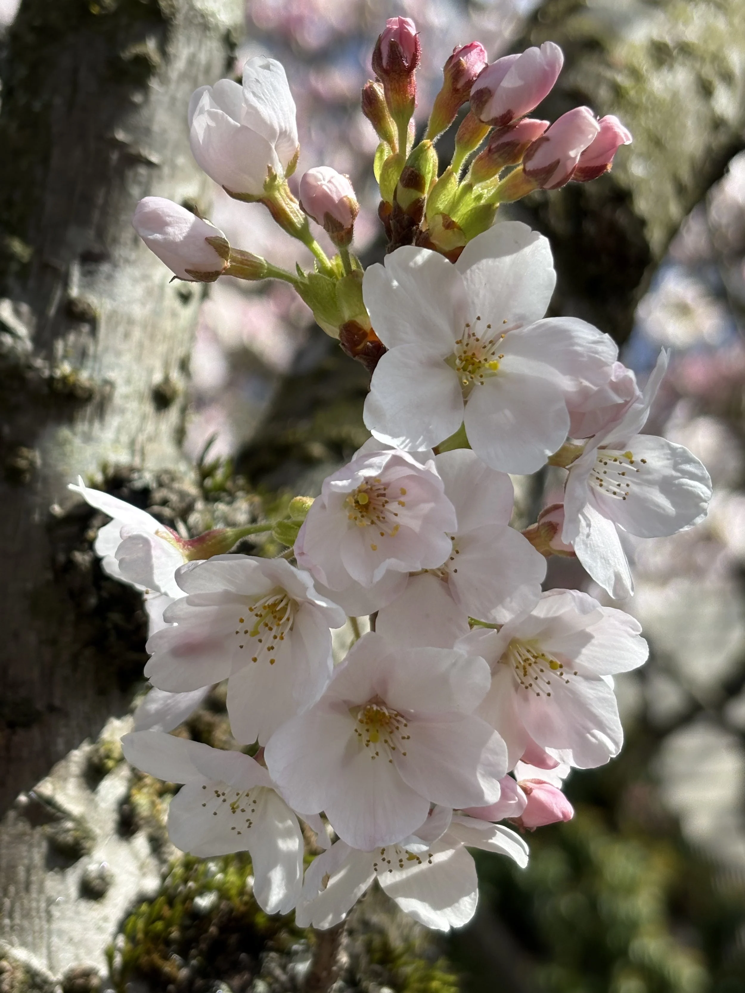Photo of cherry blossoms.