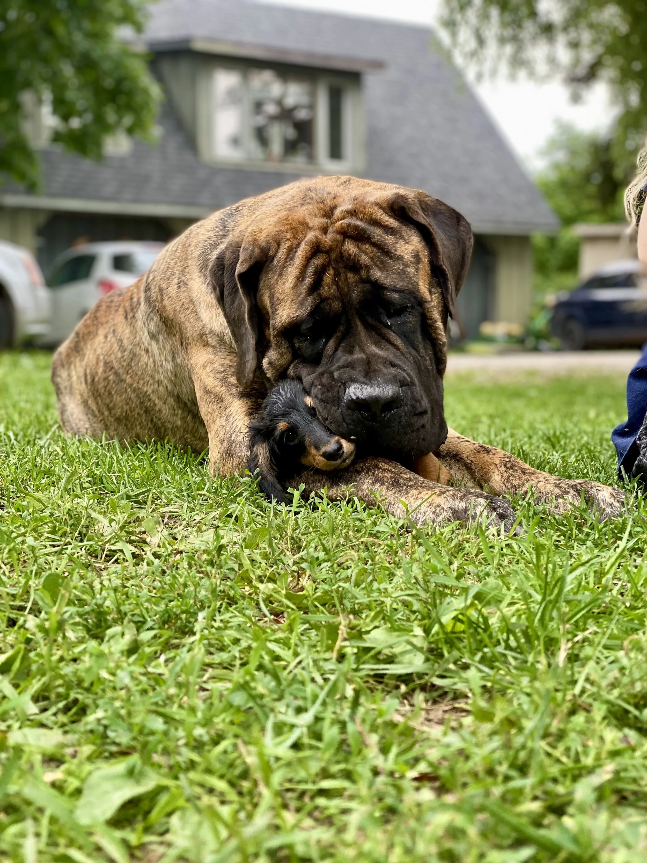 A large brindle mastiff dog lying on grass, gently hugging a small black and brown puppy with long ears, in a residential yard with a house, cars, and trees in the background.