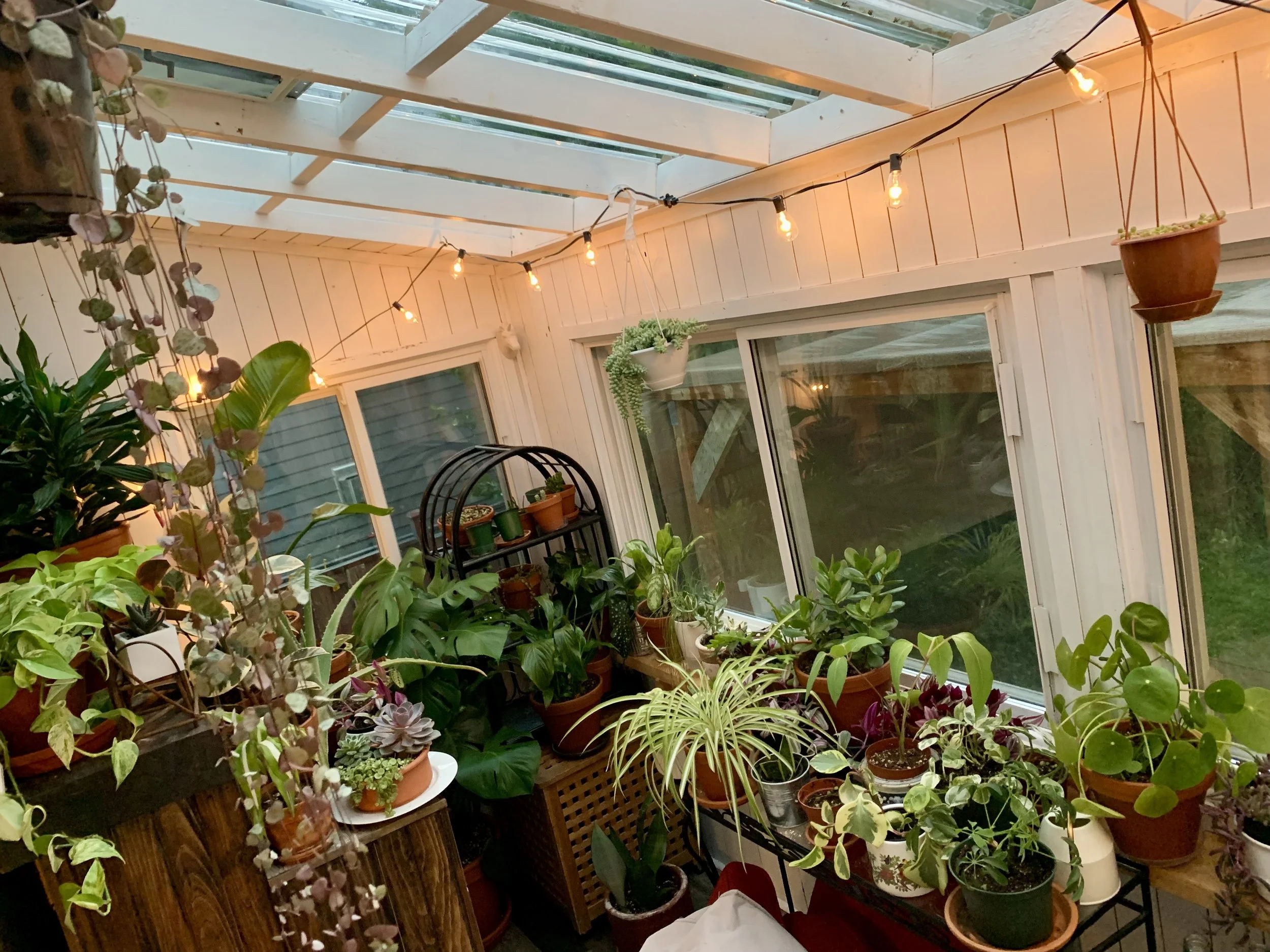 Sunlit indoor garden or greenhouse with numerous potted plants, hanging plants, and string lights inside a room with white wooden panel walls and a glass ceiling.