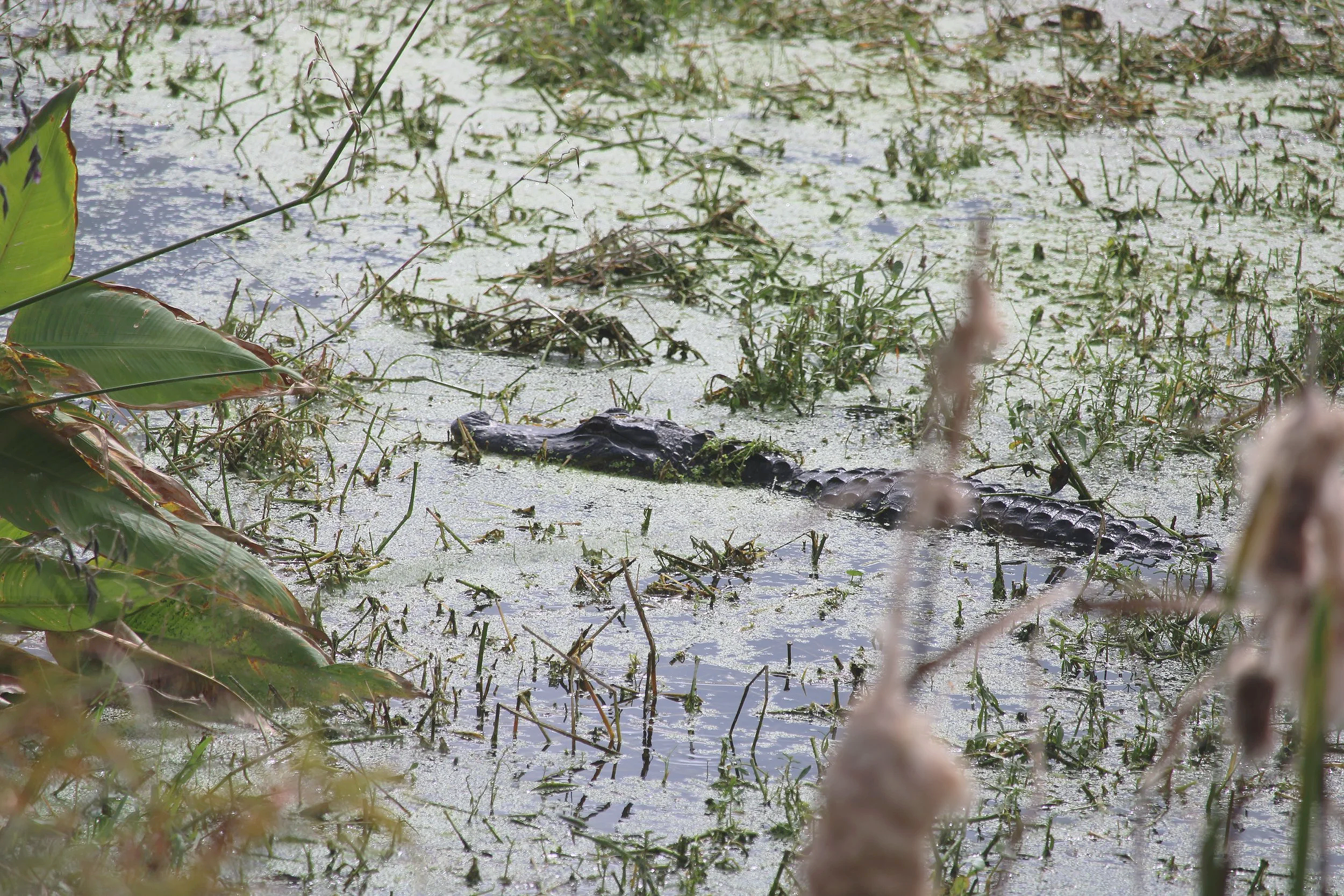 Alligator wading through swamp