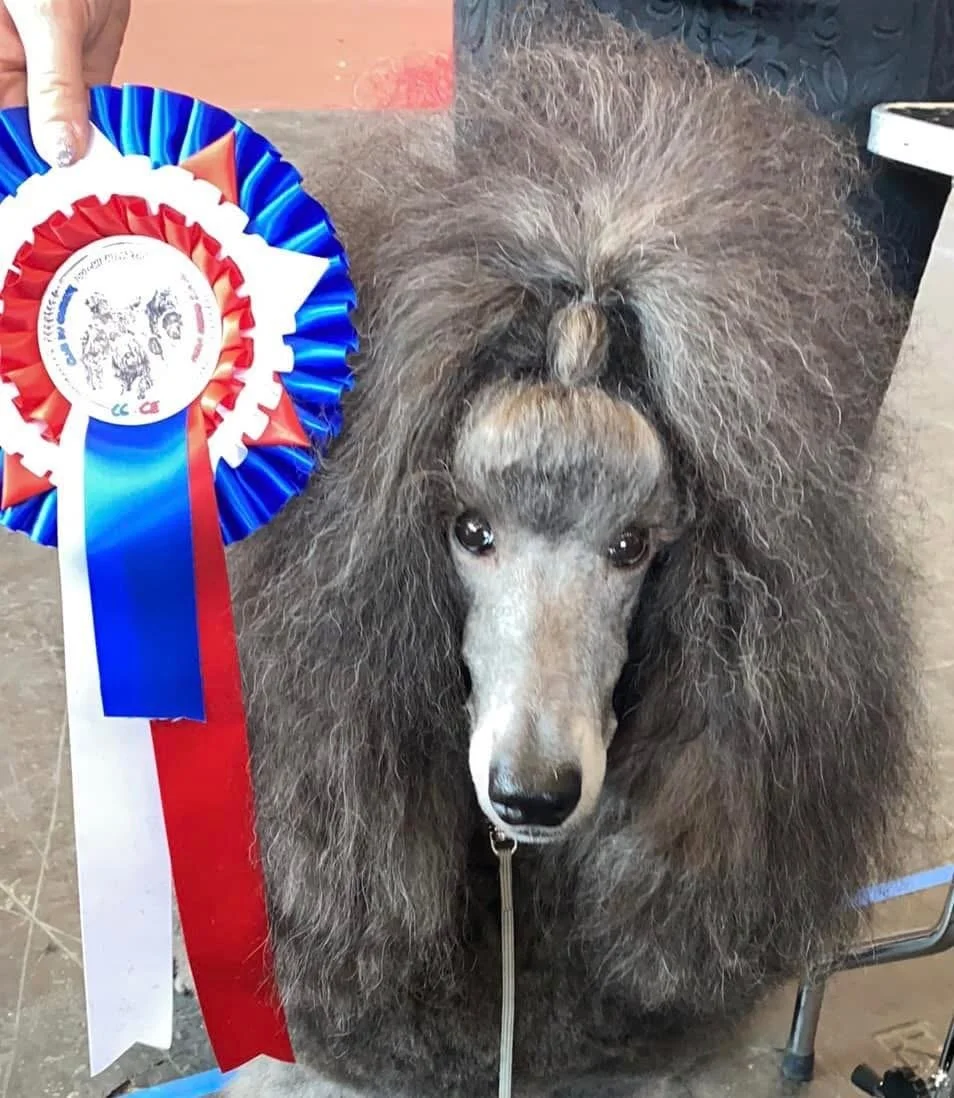 A dog with fluffy gray and brown fur and a hairdo on its head sitting next to a red, white, and blue ribbon award.