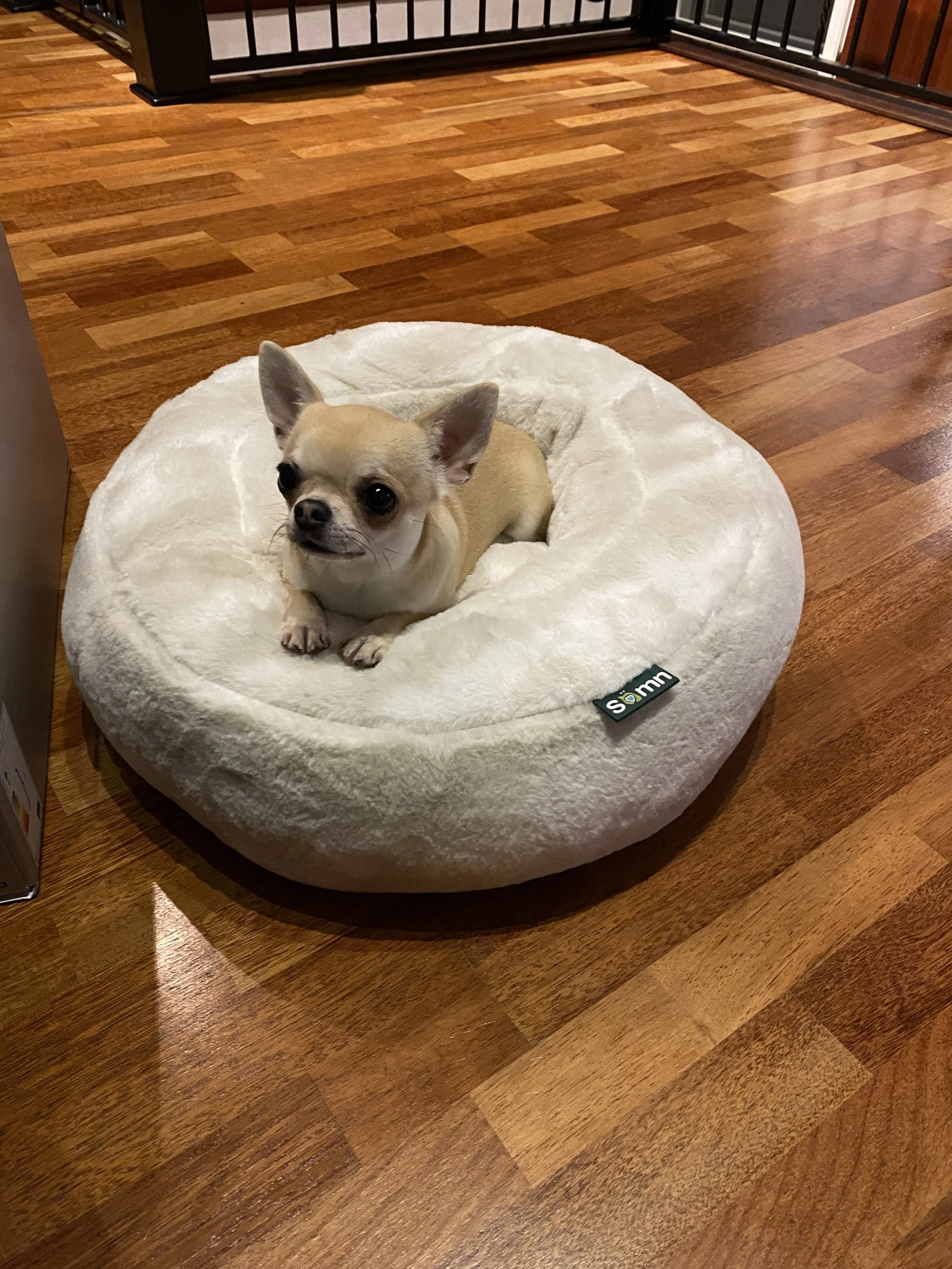 Small beige Chihuahua dog lying in a round, plush, white pet bed on a wooden floor.
