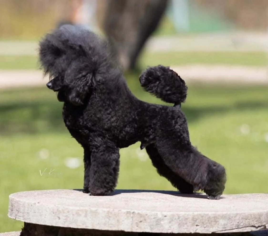 Black poodle puppy standing on a round concrete platform in an outdoor setting.