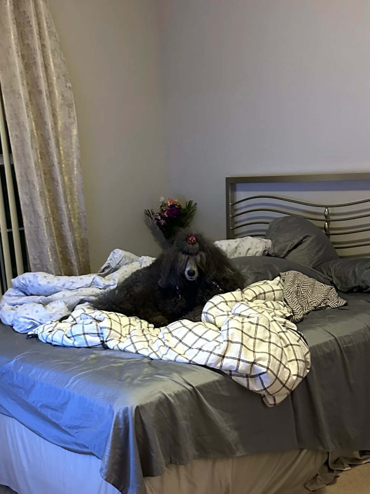 A black poodle dog with hair accessories, lying on a bed with disheveled blankets and pillows, next to a vase of flowers in a bedroom setting.