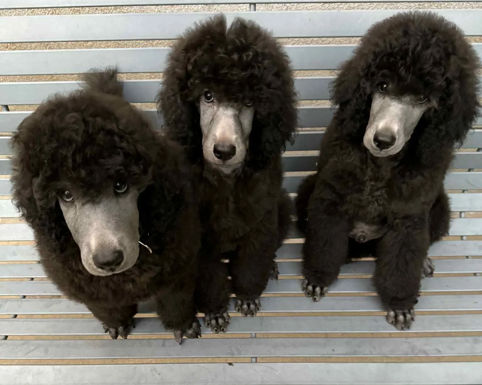 Three black poodle puppies sitting on a bench, looking at the camera.