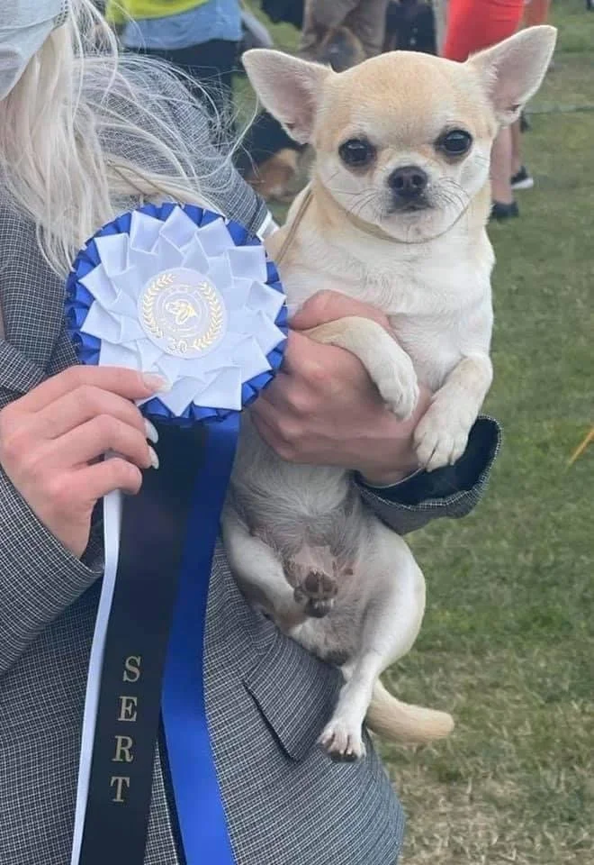 A small, light-colored Chihuahua dog being held by someone at an outdoor event, next to a large blue and white ribbon award.