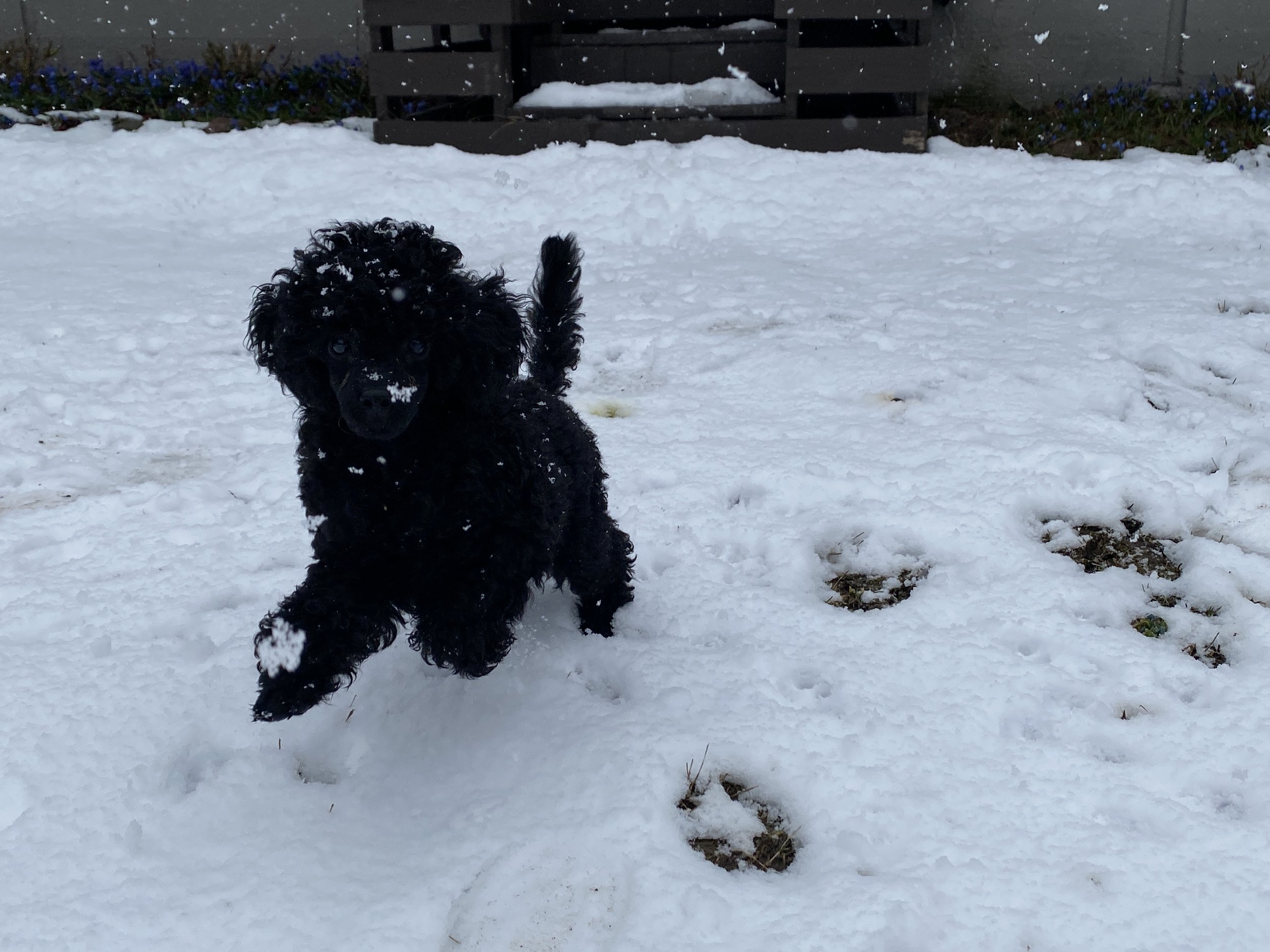 Black puppy playing in the snow with paw prints behind it, snow-covered ground in the yard, and a dark fence in the background.