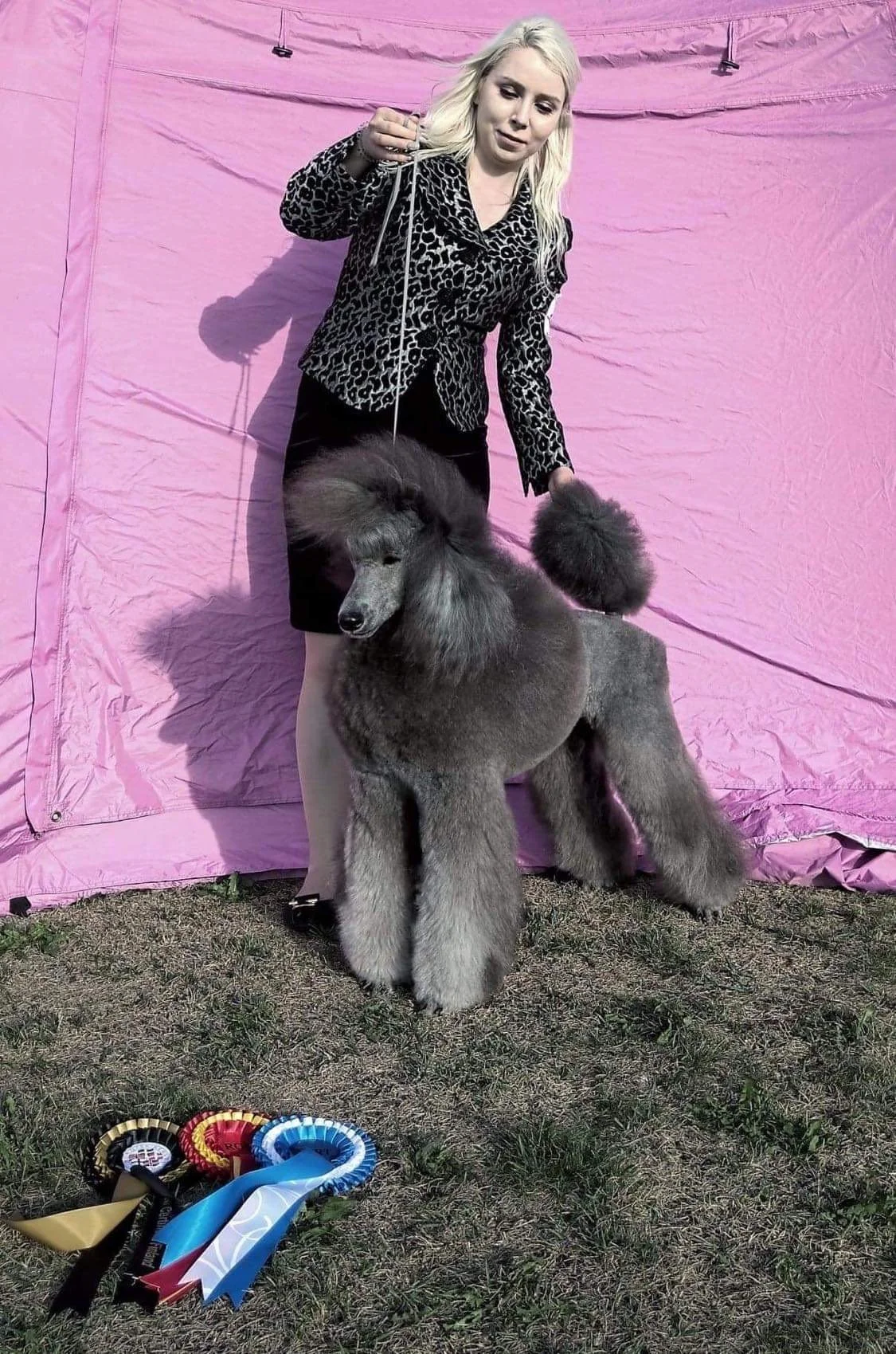 A woman with long blonde hair wearing a black dress with a leopard print blazer is holding a gray poodle on a leash. The poodle has been groomed with a distinctive show cut. There are colorful ribbons and awards on the ground in front of them, and a 