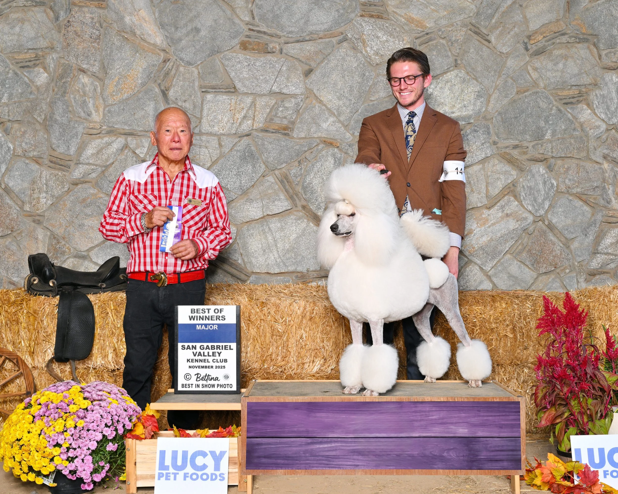 At a dog show, a man is holding a groomed poodle on a podium, with a judge standing nearby holding a ribbon, and a sign indicating the dog won Best of Winners at the Santa Gabriel Valley Kennel Club in November 2025. The scene is decorated with flowers, hay bales, and a stone wall background.