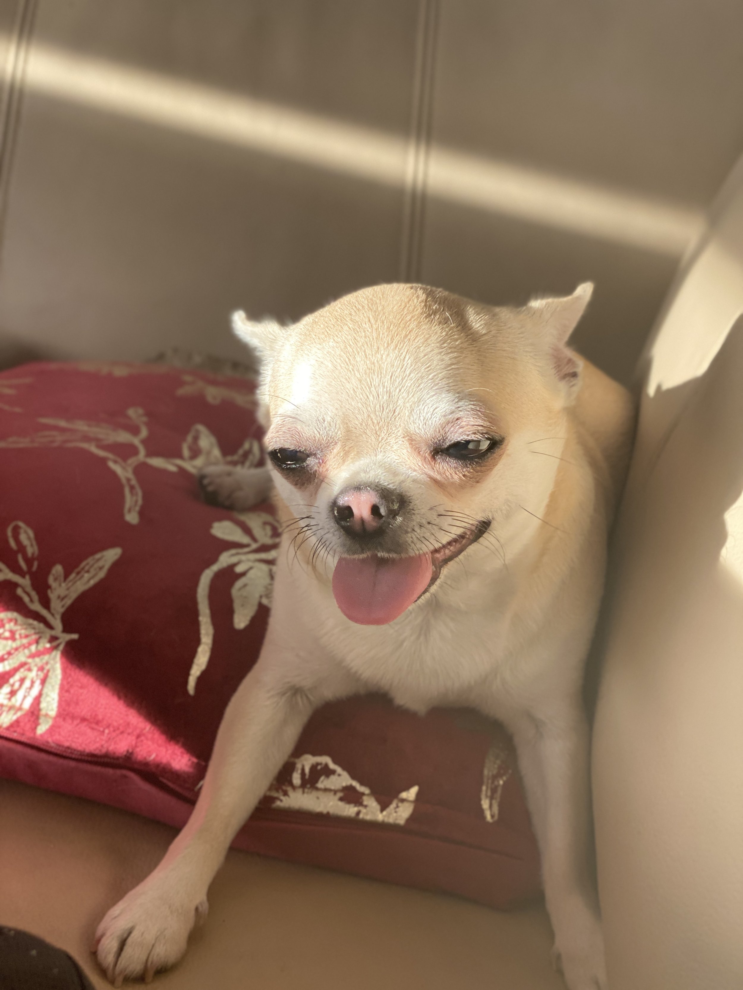 Smiling small dog with light fur and pink tongue, resting on a red pillow inside a room.