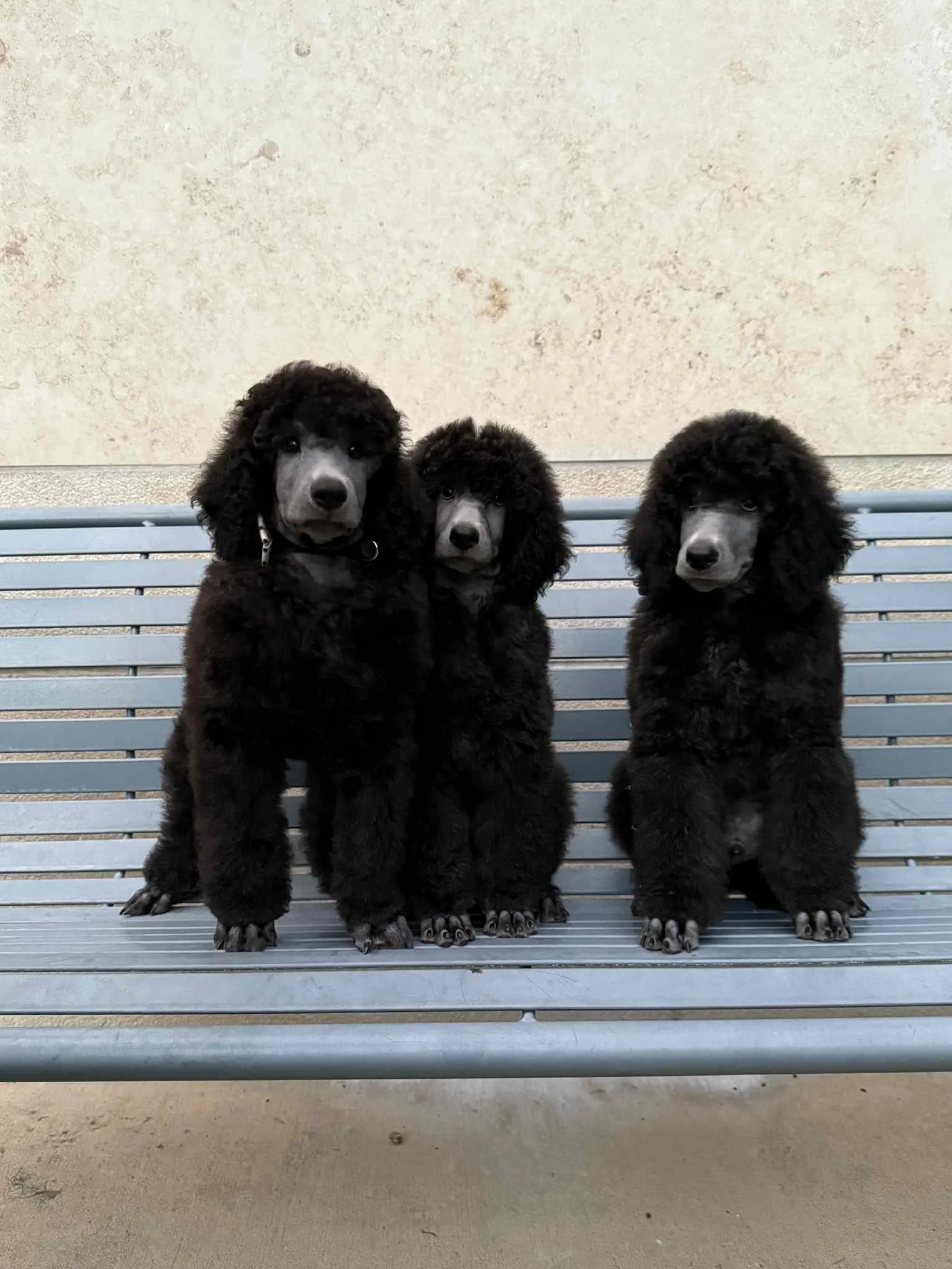 Three black poodle puppies sitting on a metal bench against a beige wall.