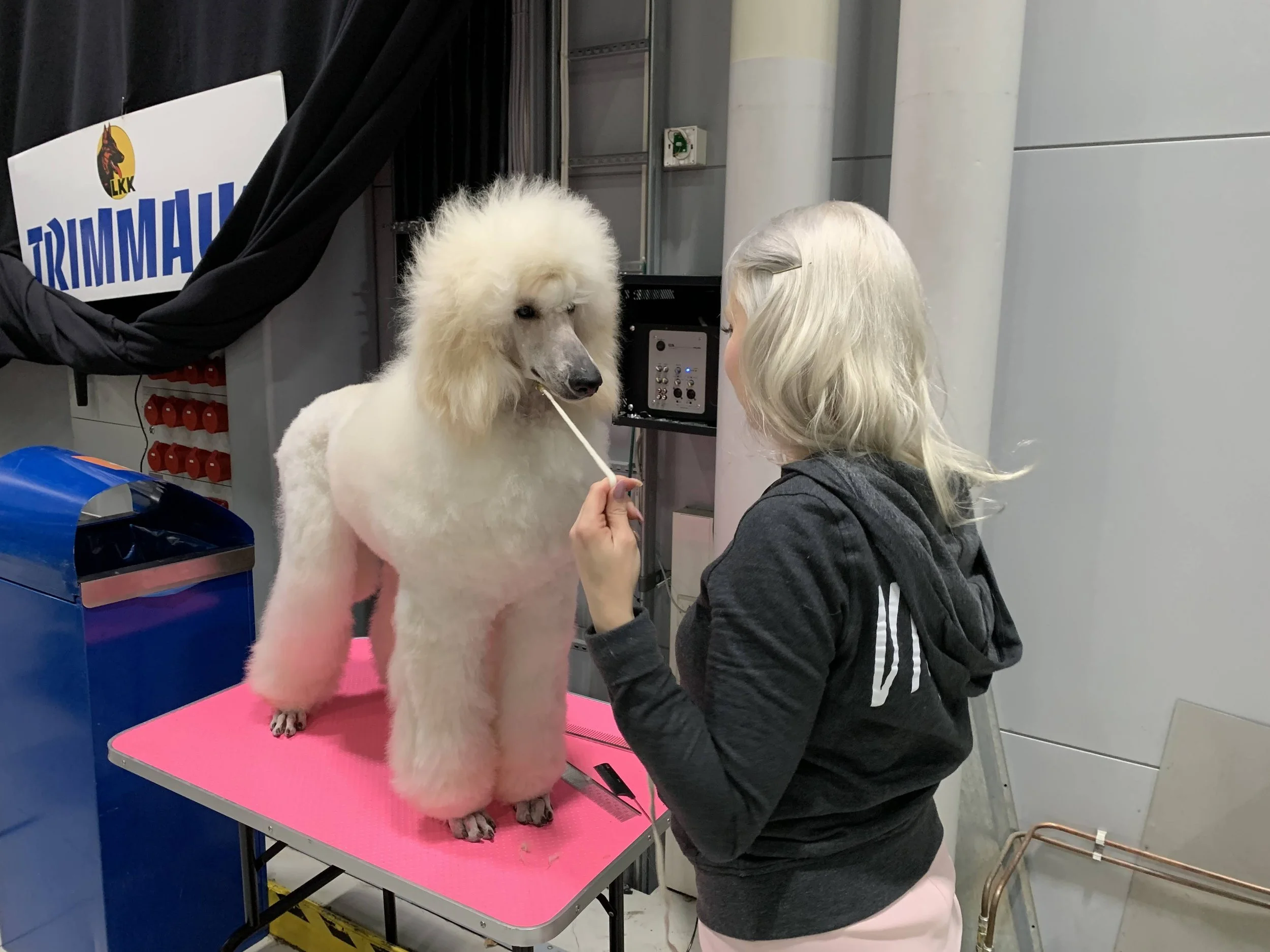A woman in a gray hoodie holding a cotton swab near a poodle on a grooming table, preparing for grooming at a pet grooming salon.
