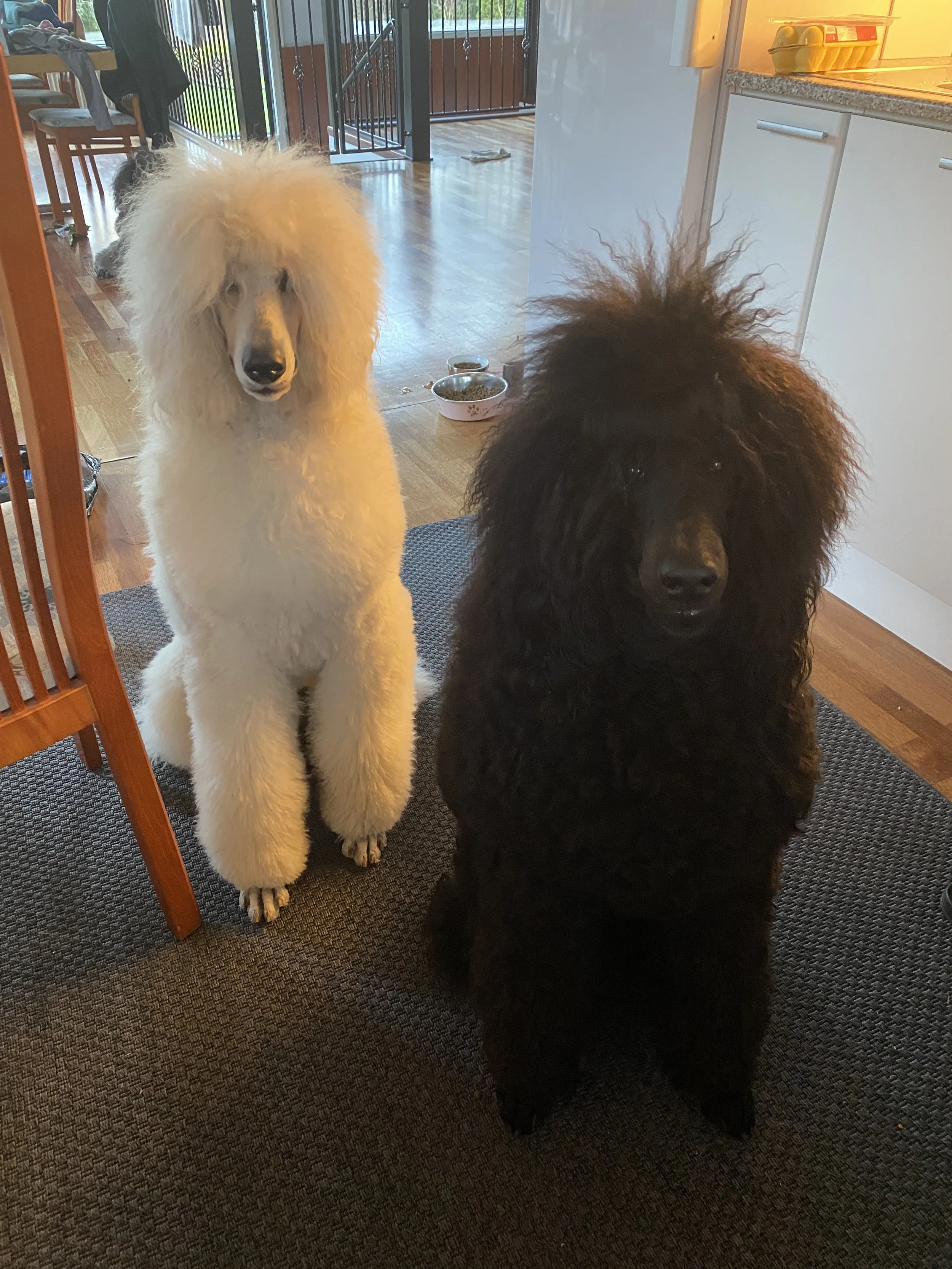 Two standard poodles, one white and one black, sitting indoors on a carpeted floor with their fluffy, curly coats and expressive eyes. The background shows a kitchen and a dining area with bowls of dog food.