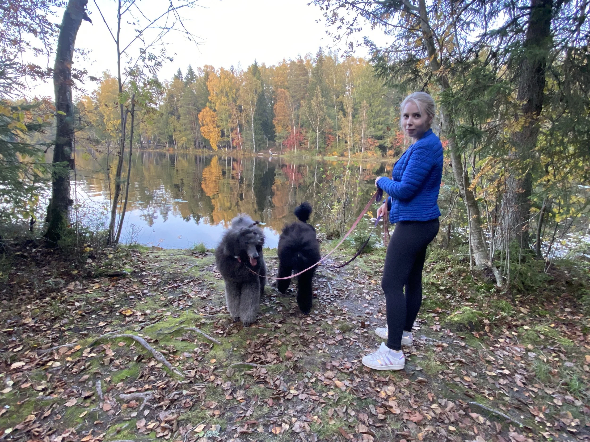 A woman in a blue jacket and black leggings walks three dogs on leashes near a lake in a forest during autumn.