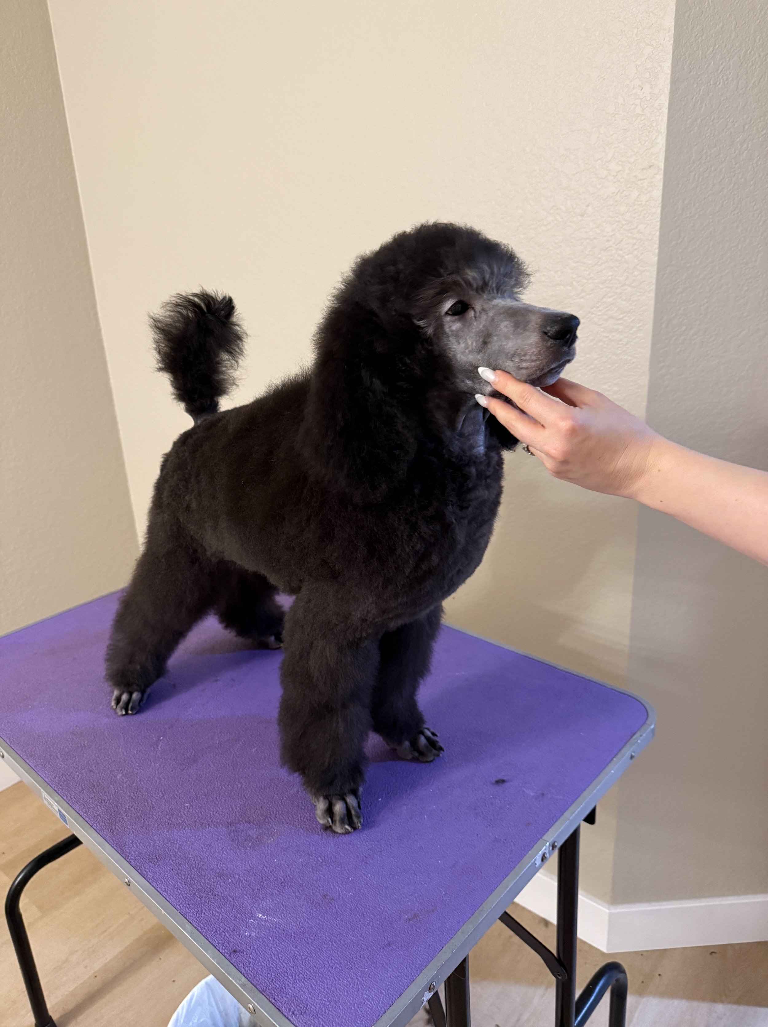A fluffy black puppy with a gray face standing on a purple grooming table, being gently touched by a person.