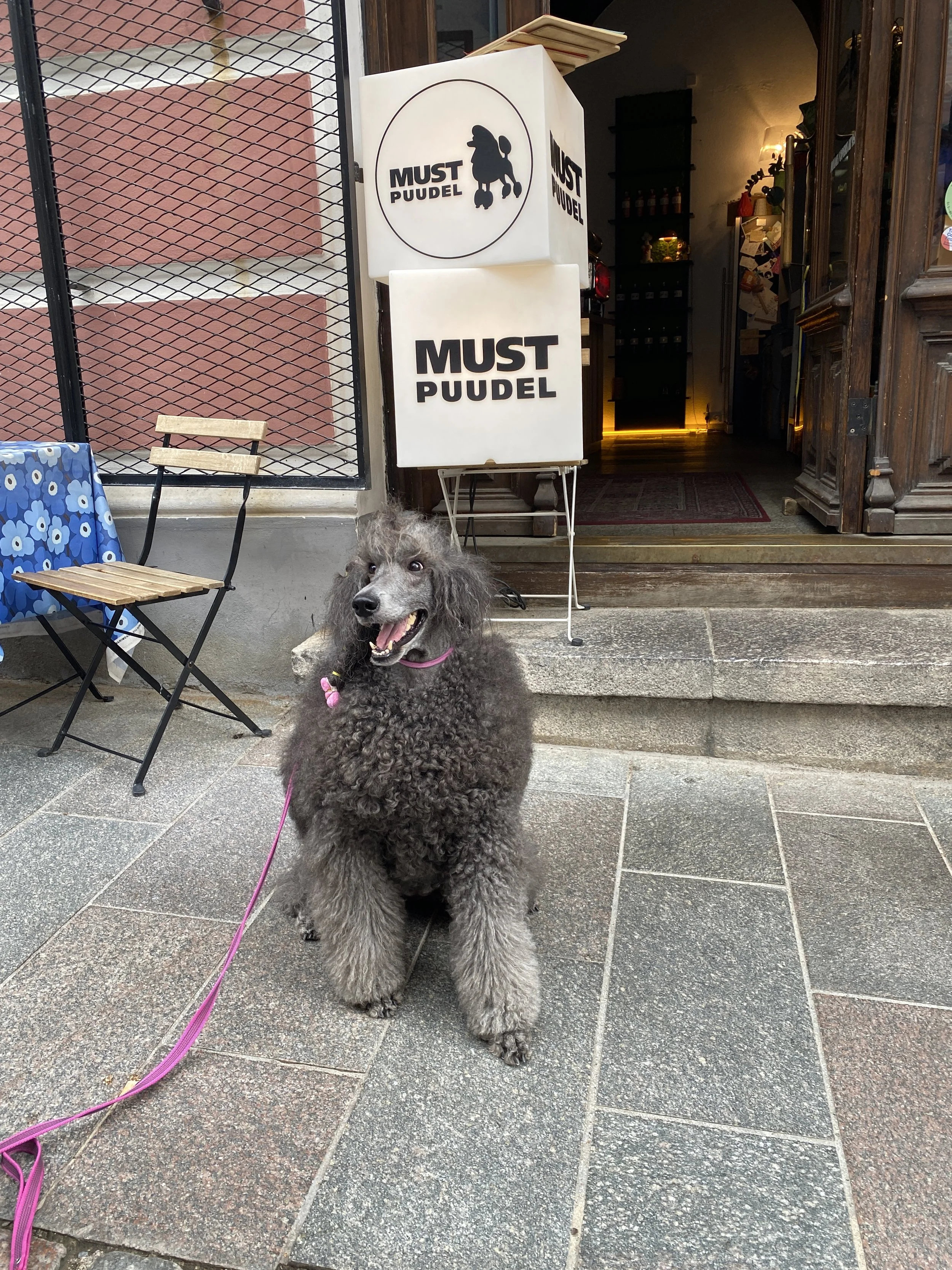 A gray poodle dog sitting on a sidewalk in front of a cafe entrance with signs that read "Must Puudel." The dog is on a pink leash, and there are outdoor chairs and a table with a blue floral tablecloth next to the door.
