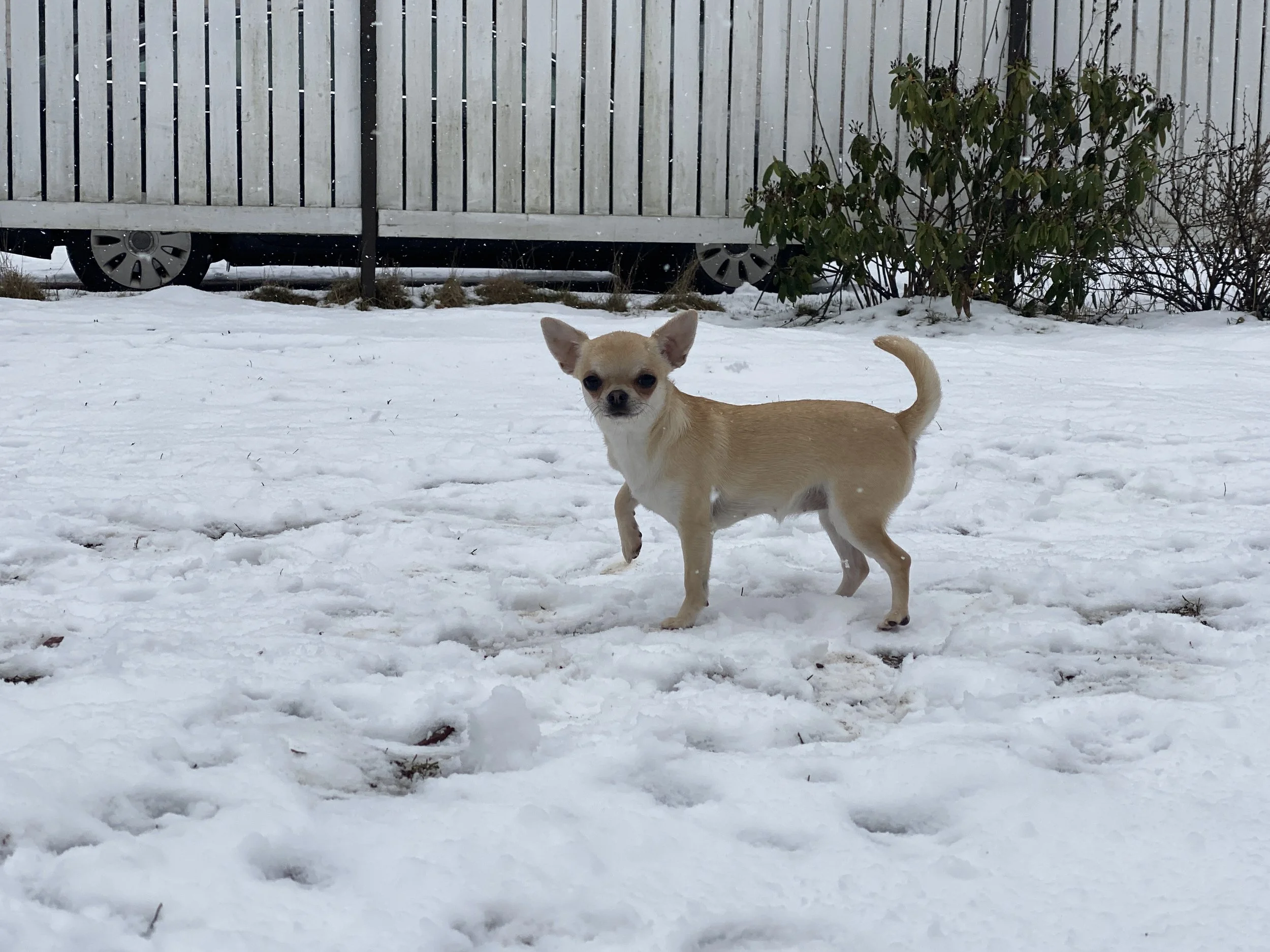 A small tan and white Chihuahua standing on snow-covered ground with a wooden fence and some bushes in the background.