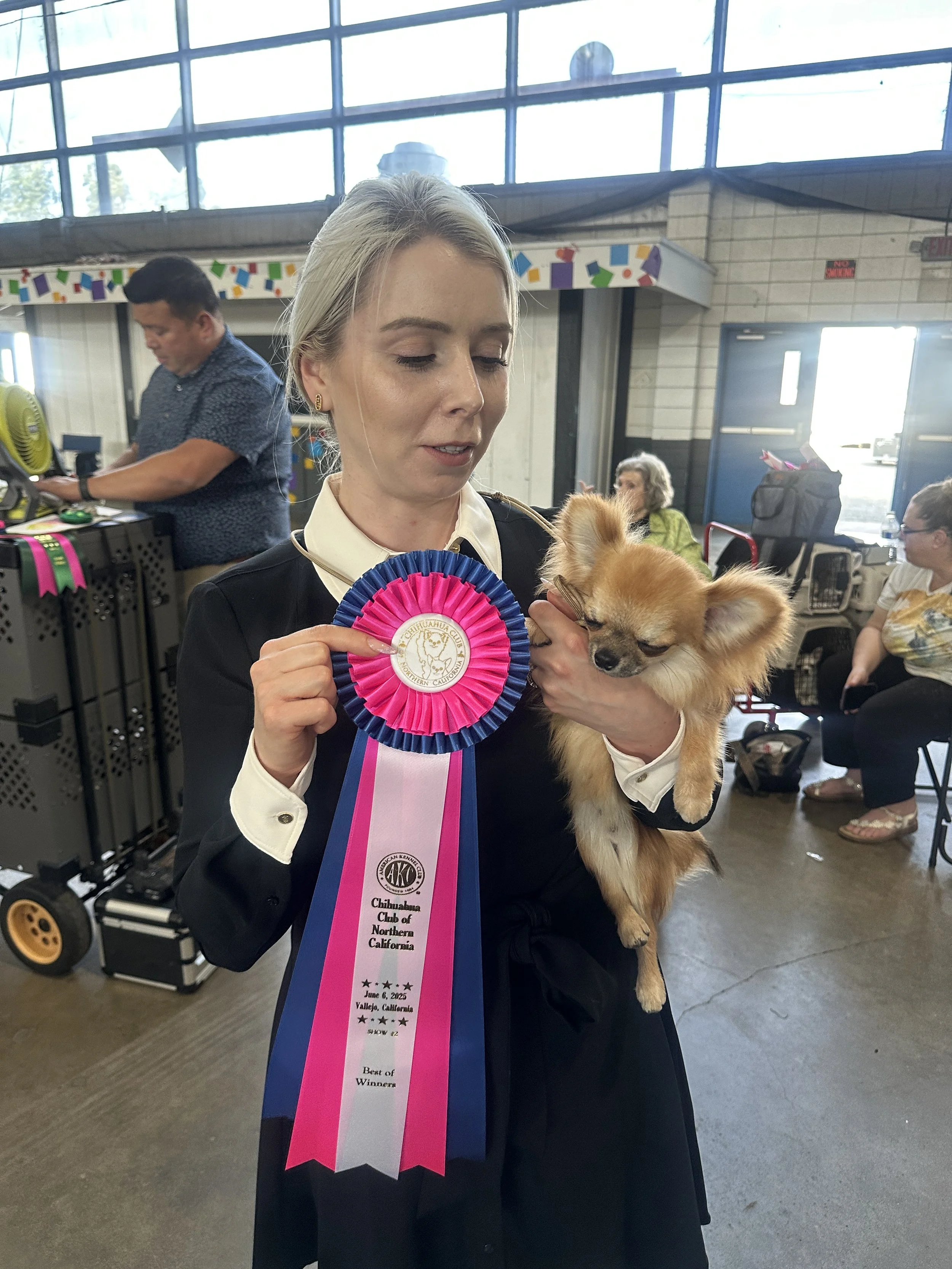 A woman holding a small, tan, long-haired Chihuahua dog and a blue and pink ribbon award at a dog show in an indoor venue.