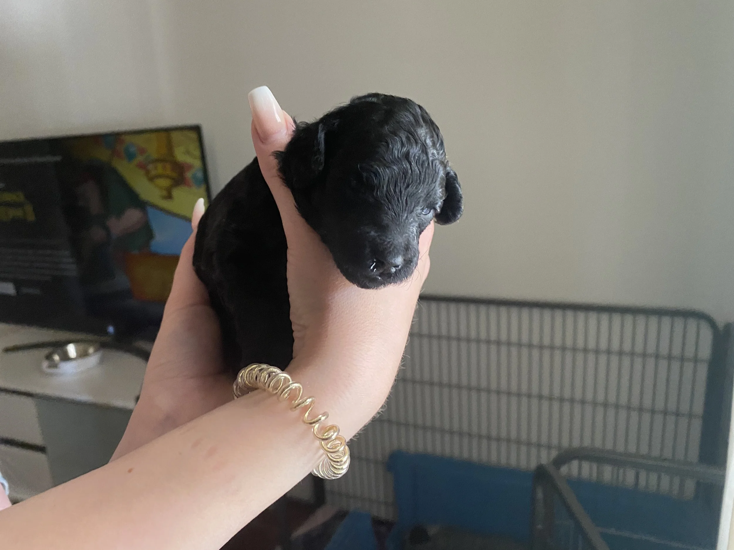 Person holding a tiny black puppy with a curly coat near a television and a metal pet crate.