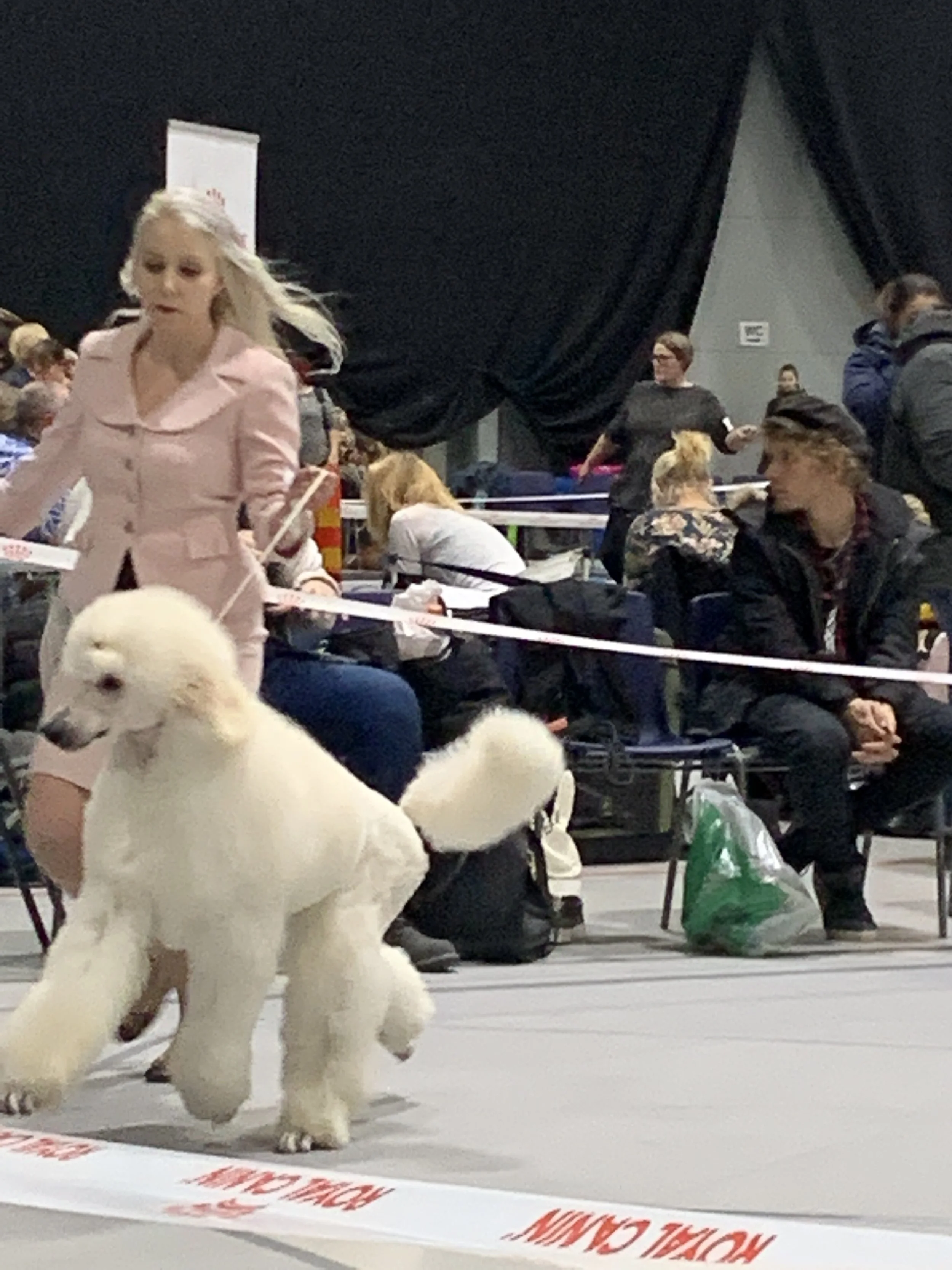 A woman in a pink coat walking a well-groomed white poodle in a dog show ring, with seated spectators and others walking in the background.