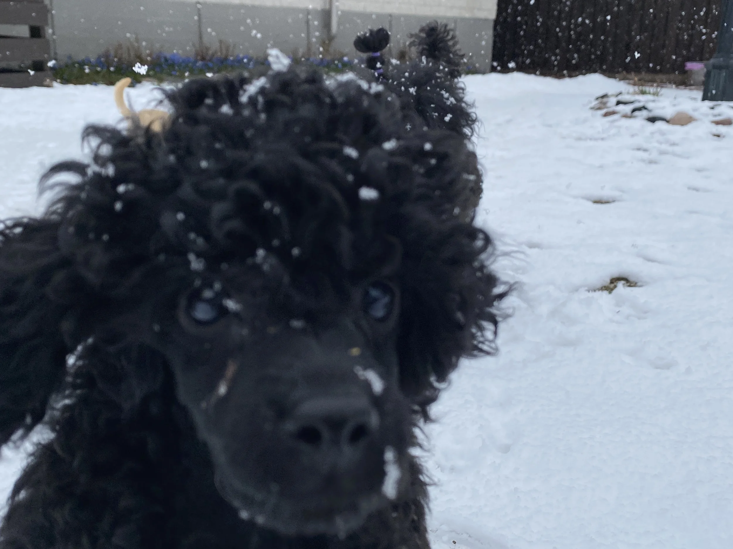 Close-up of a black curly-haired dog in the snow, with snow on its fur, outdoors in a backyard.