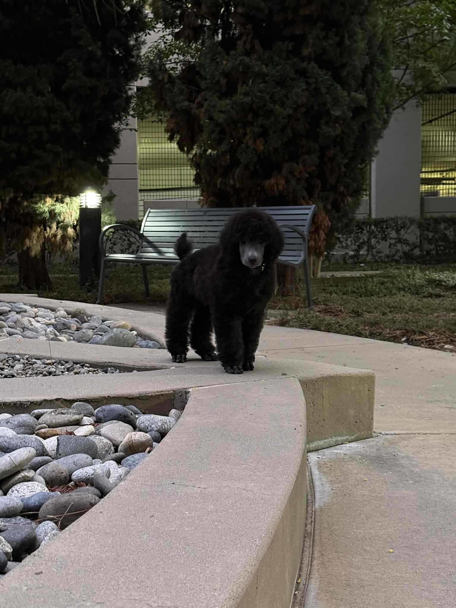 A black poodle standing on a concrete sidewalk near a decorative rock bed, with trees, bushes, and a park bench in the background at night.