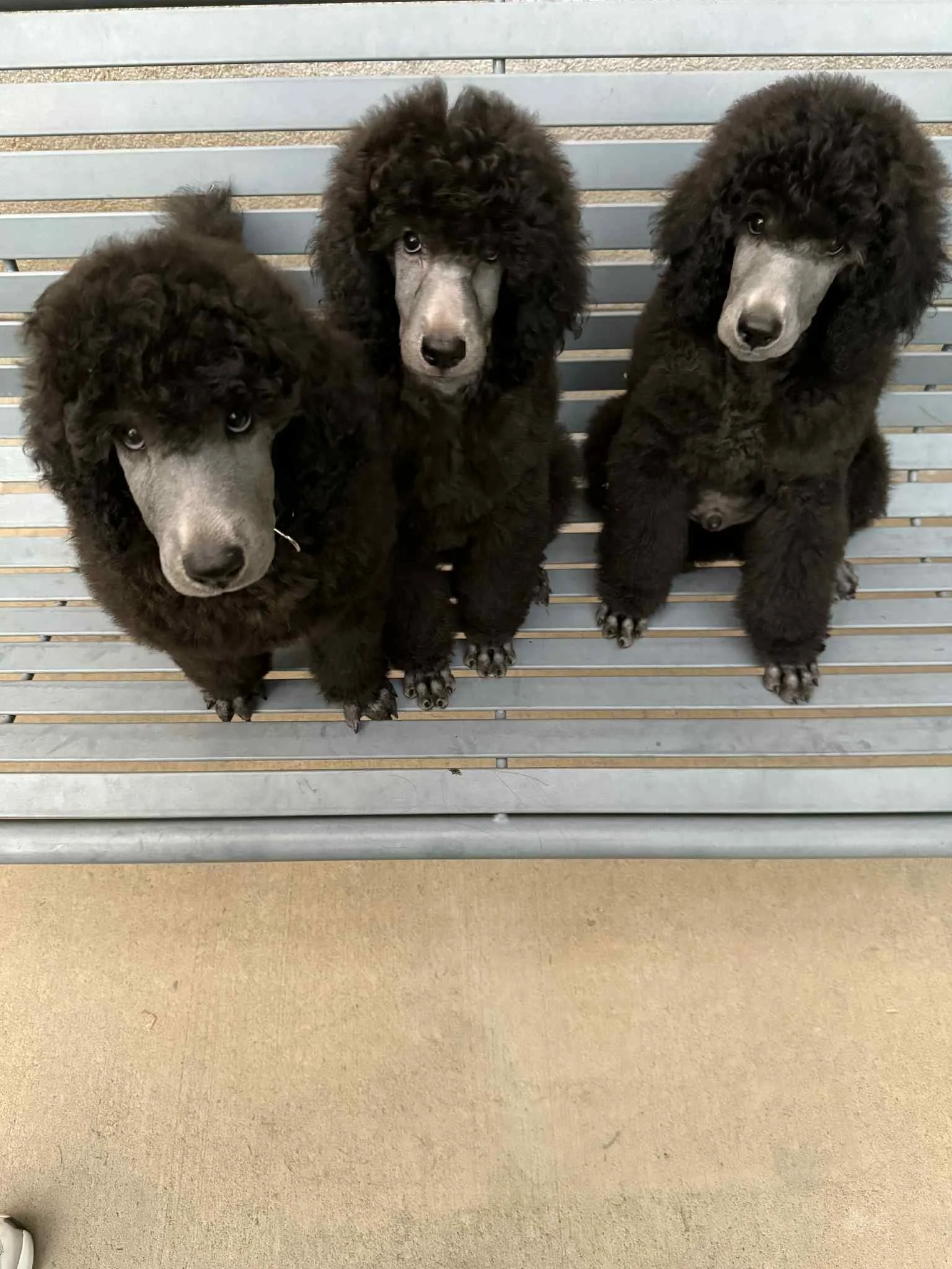 Three black poodles with gray faces sitting on a gray metal bench.