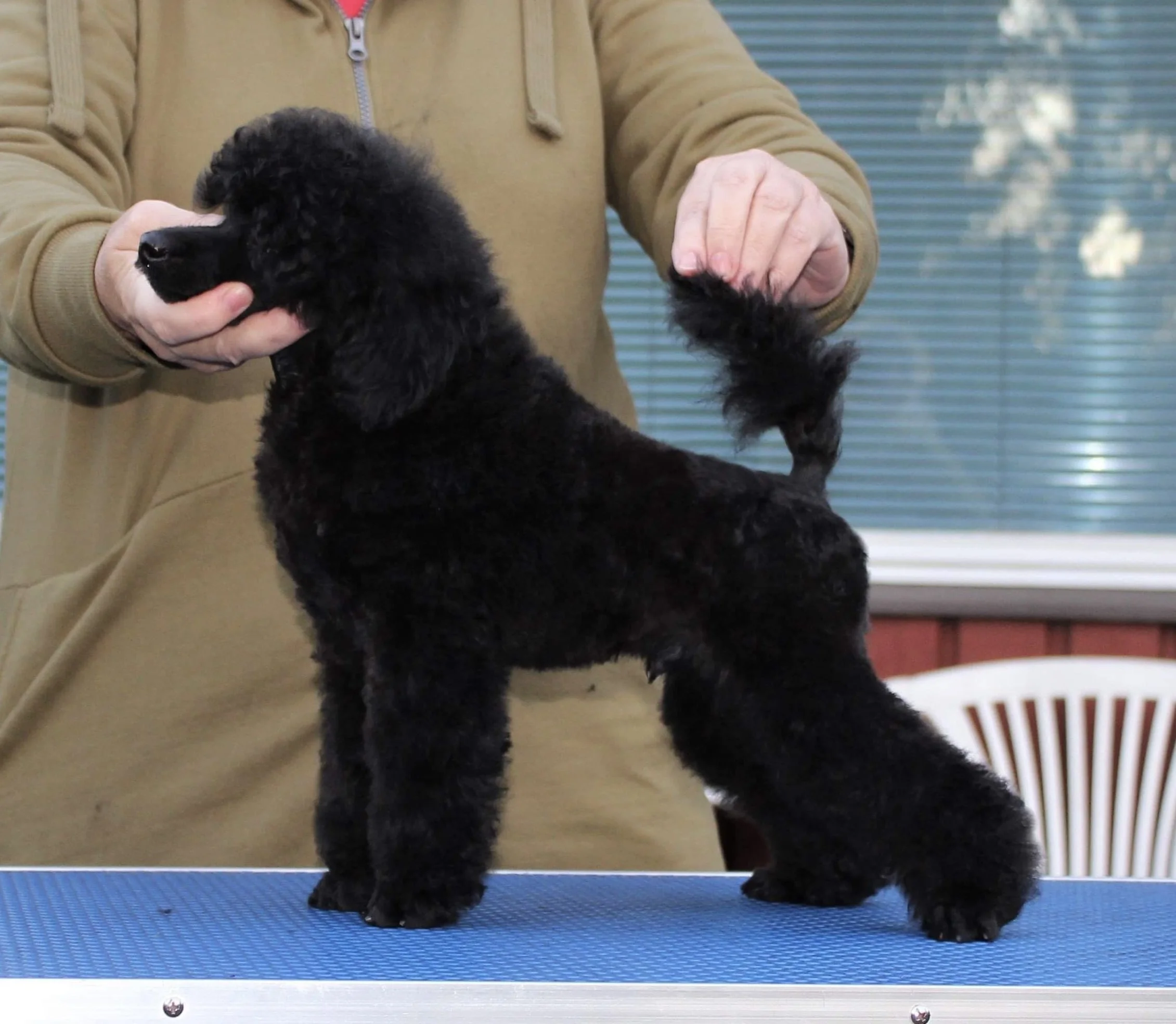 Black puppy being positioned by a person on a blue grooming table, with background of a window with blinds.