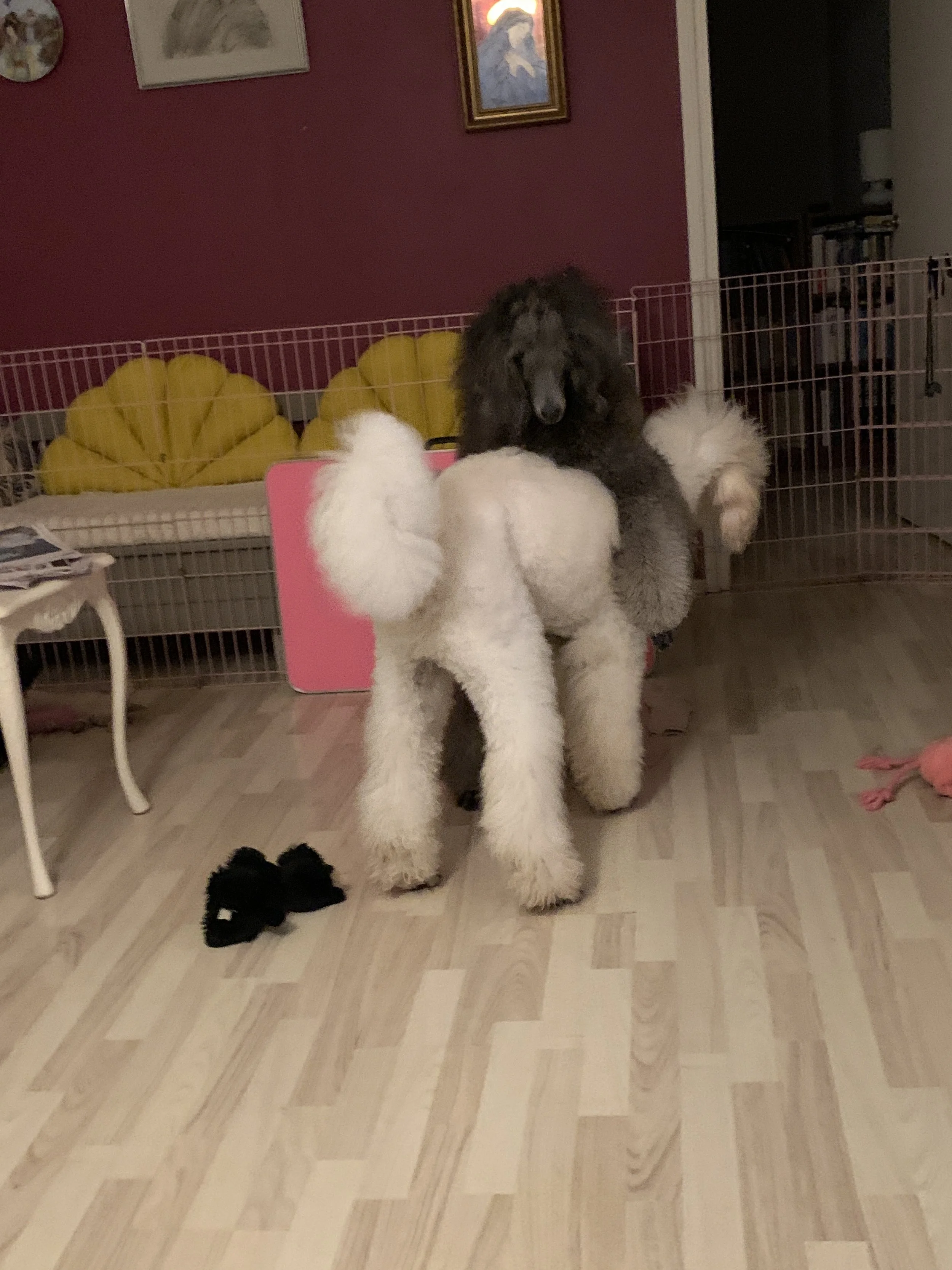 A large black poodle playfully interacting with a white poodle puppy inside a room with light-colored hardwood floors and a red wall. There is a pink object and a yellow pillow behind a metal fence, with framed pictures on the wall.