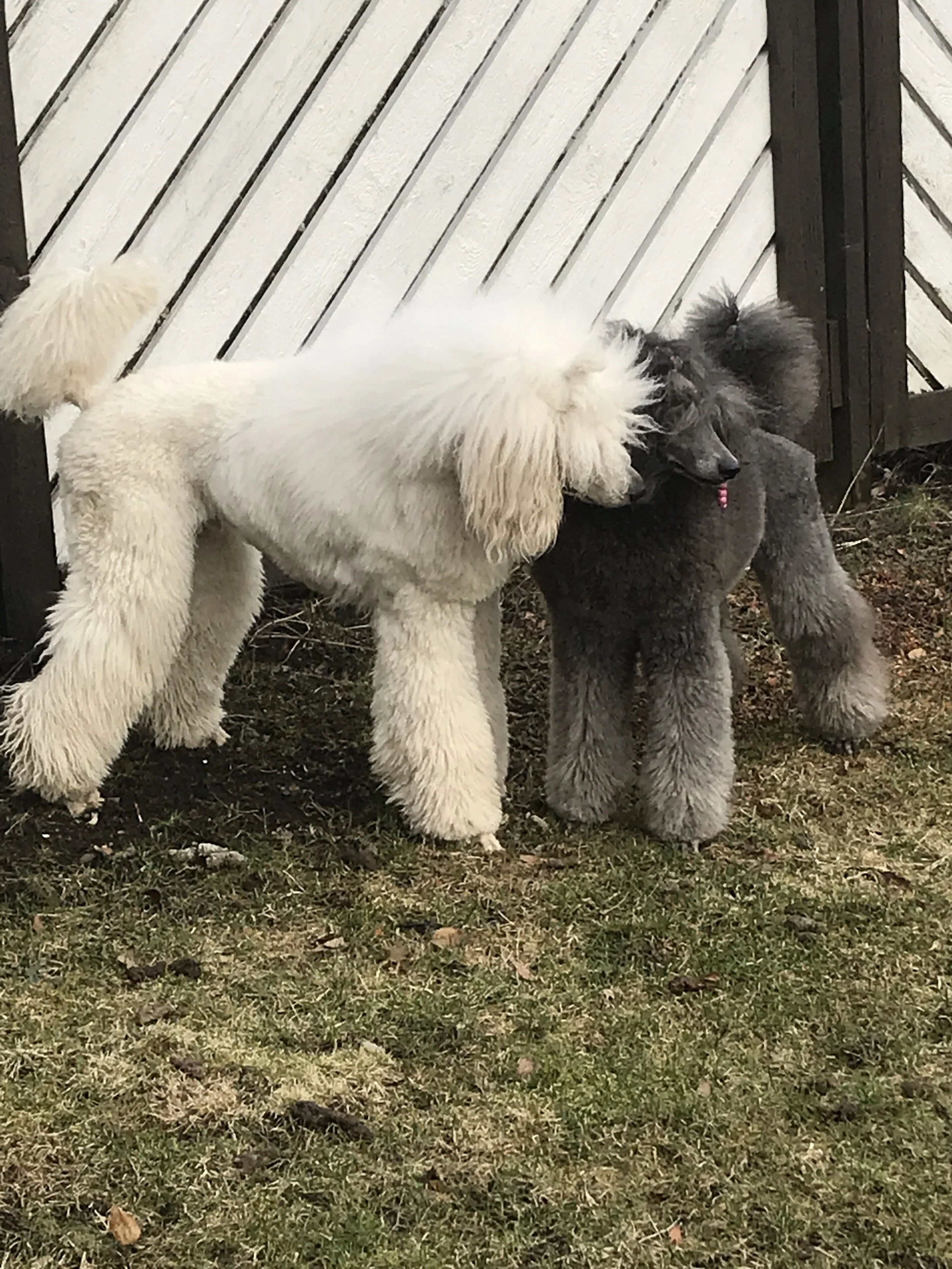 Two poodles, one white and one gray, are playing outdoors near a wooden fence.