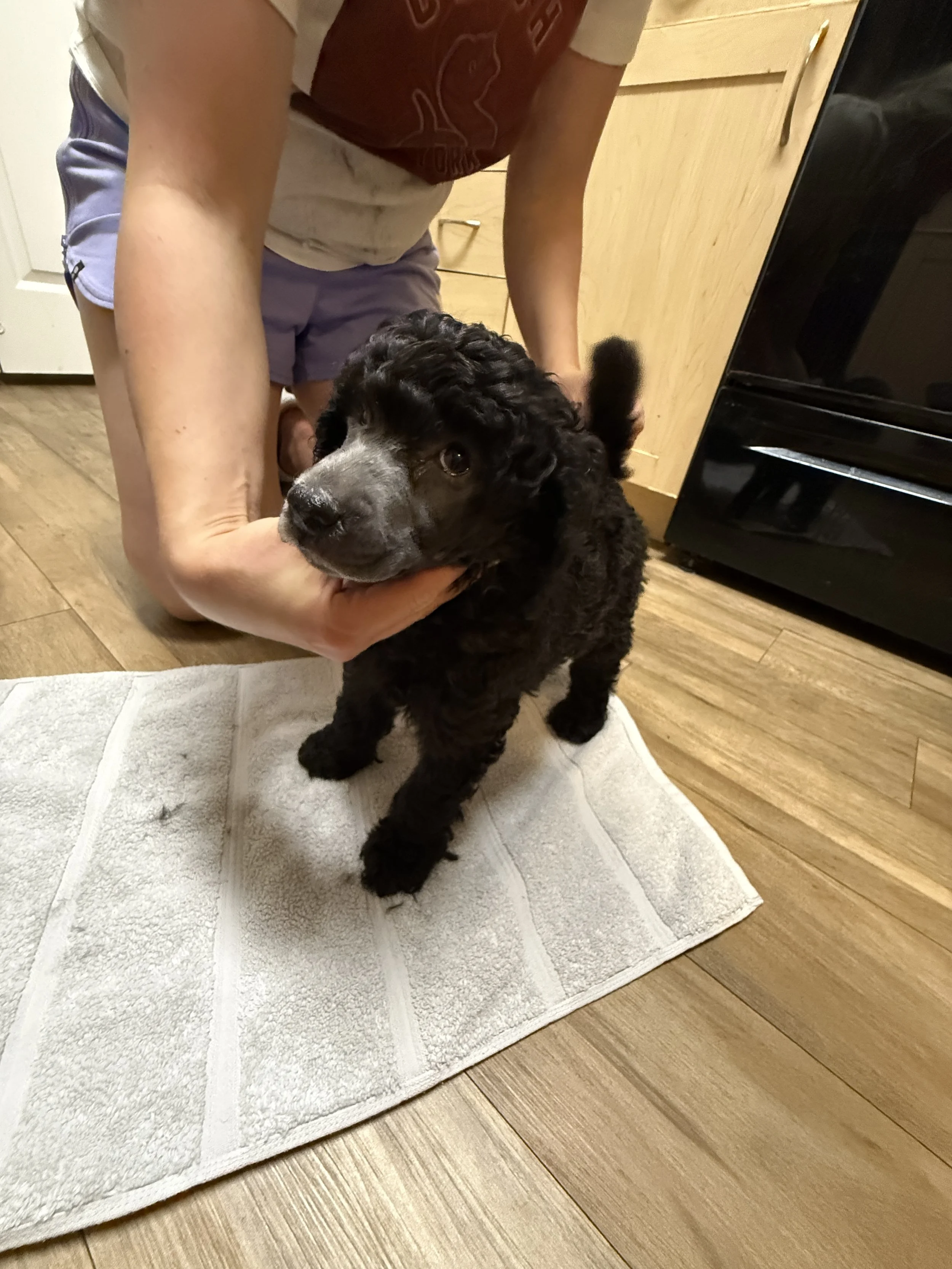 A person holding a black puppy with a gray face on a beige towel on a wooden floor.