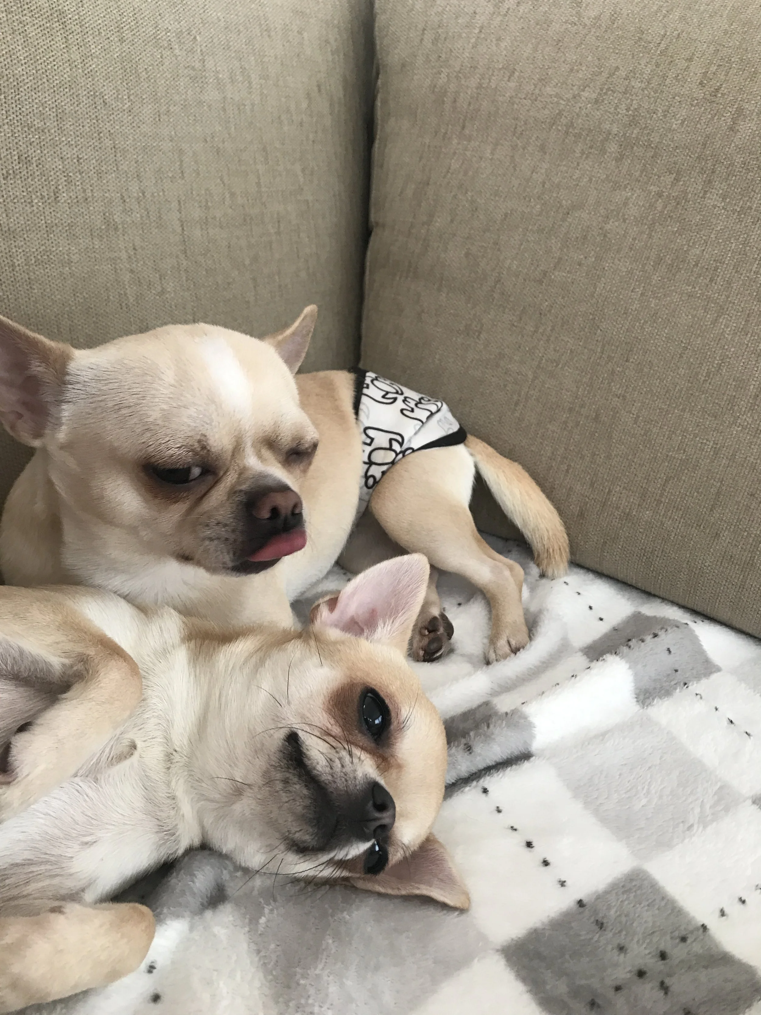 Two small dogs, one with a light tan coat and another with a cream coat, lying on a white and gray patterned blanket on a beige couch. The tan dog has its tongue slightly sticking out and is wearing a black and white garment, while the cream dog is l