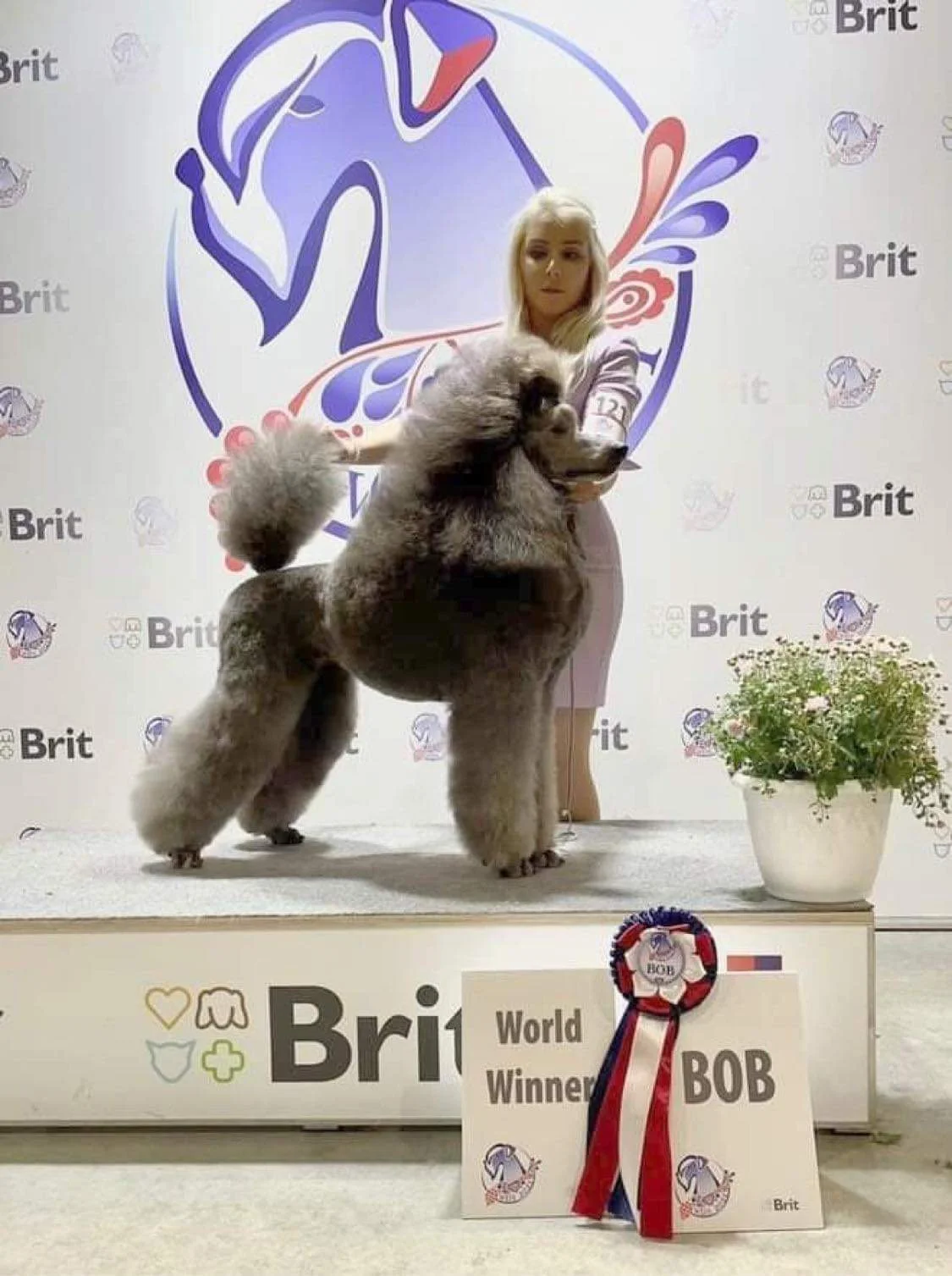 A woman with platinum blonde hair standing behind a large, fluffy poodle that appears to have won a dog show. The poodle has a stylish, groomed coat. They are on a podium with a ribbon, and a sign that reads 'World Winner BOB'. There is a potted plant on the right side of the podium and a stylized backdrop with logos and the word 'Brit' repeated in the background.