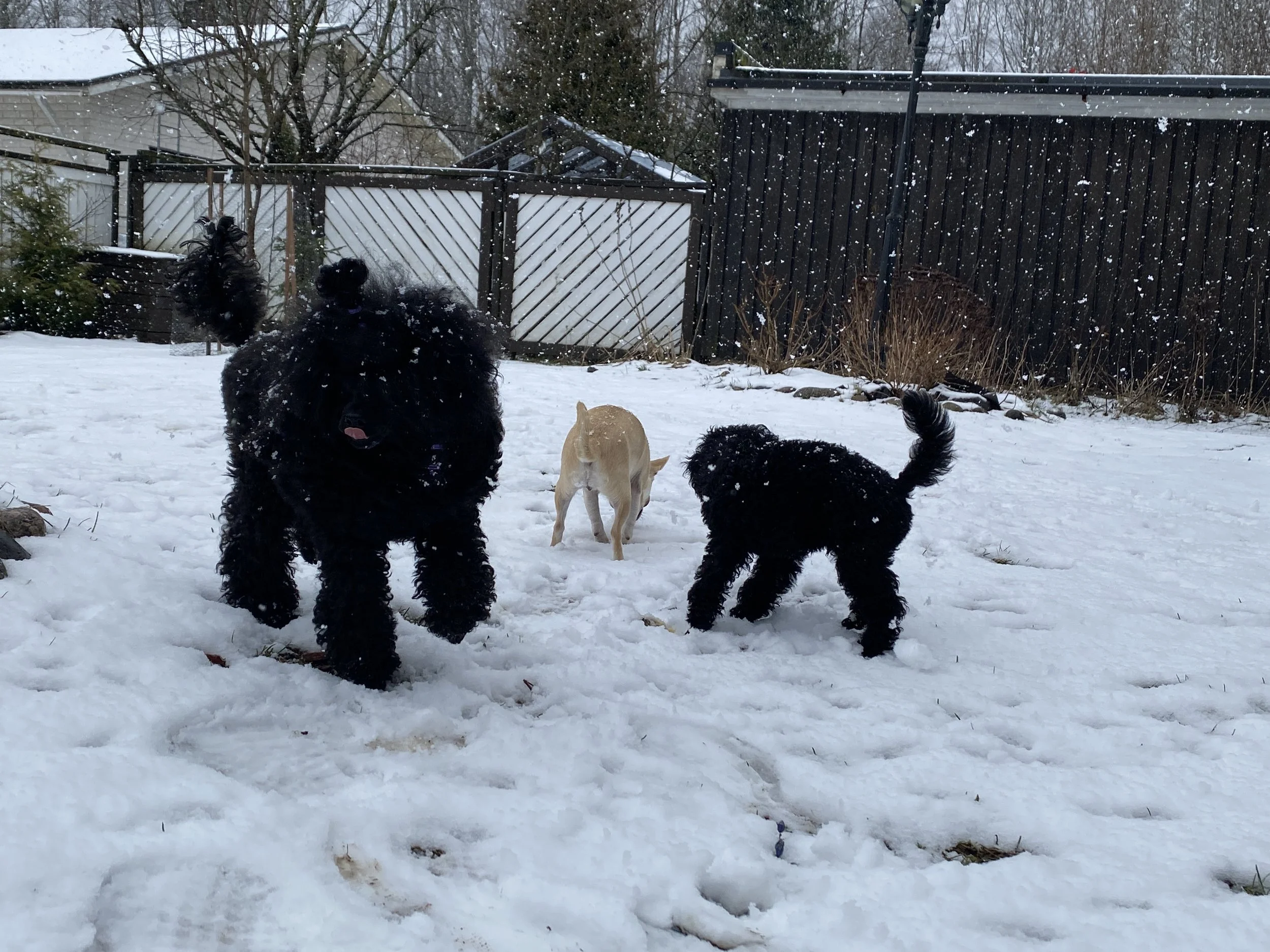 Three dogs playing and running in a snow-covered backyard, with a wooden fence, some trees, and a house in the background.