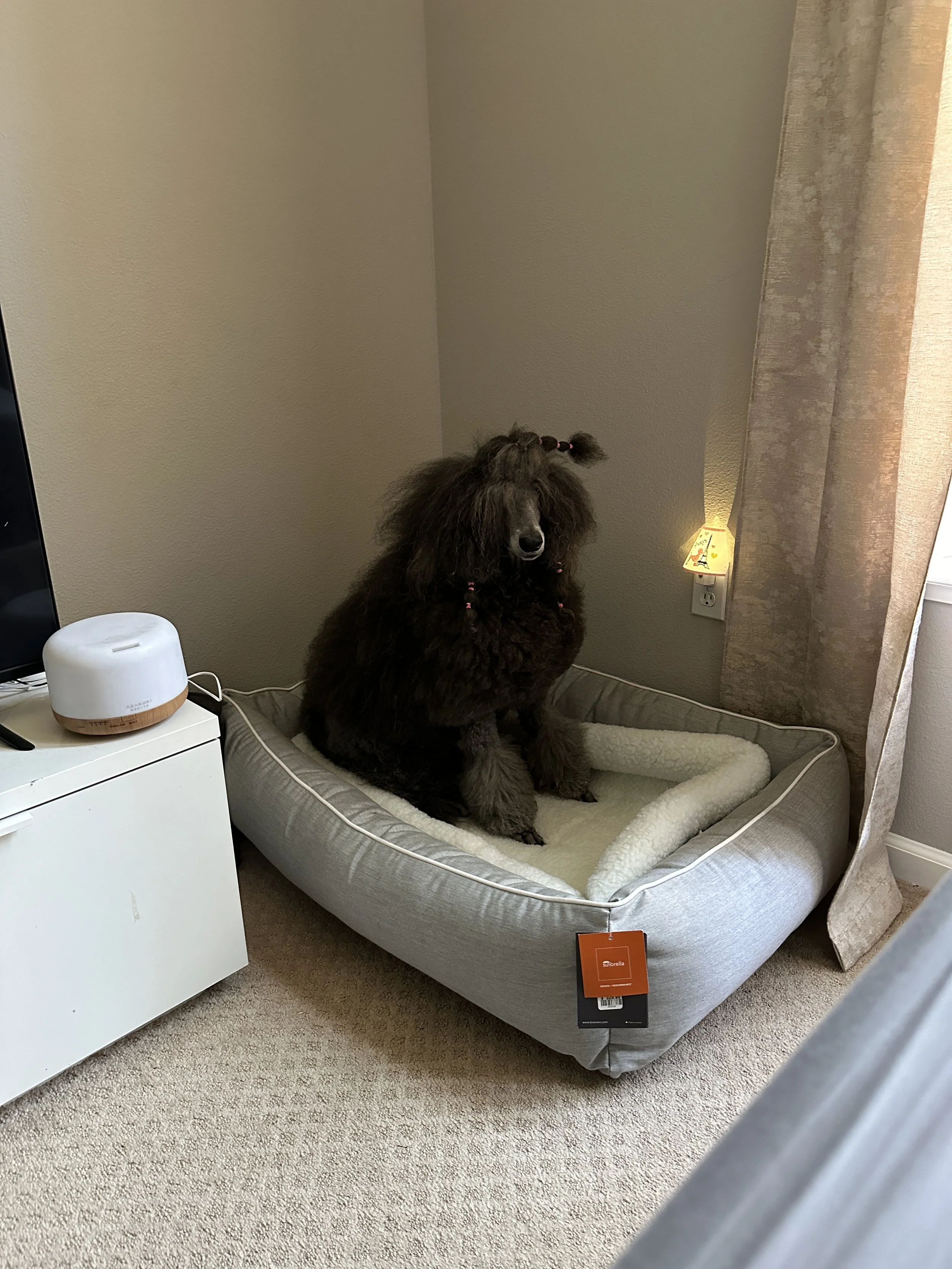 A dark brown poodle with beaded hair sitting on a cushion in a pet bed near a beige wall and a window with curtains, with a small lamp plugged into an electrical outlet behind it.