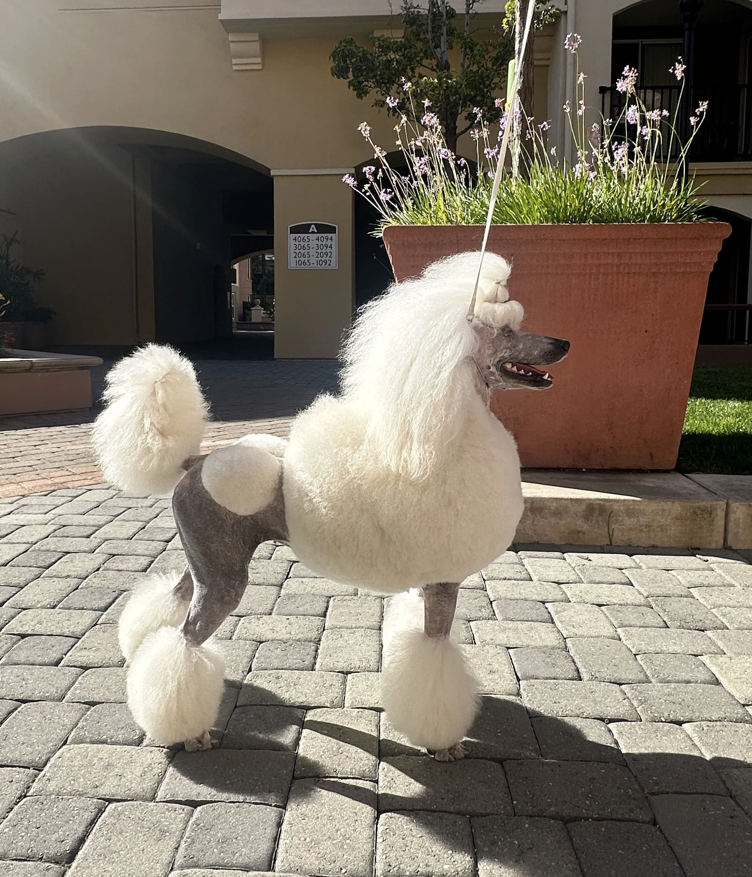 A dog dressed as a poodle with a white fluffy mane, tail, and paws, wearing a unicorn horn, standing on a cobblestone surface outside near a large potted plant.