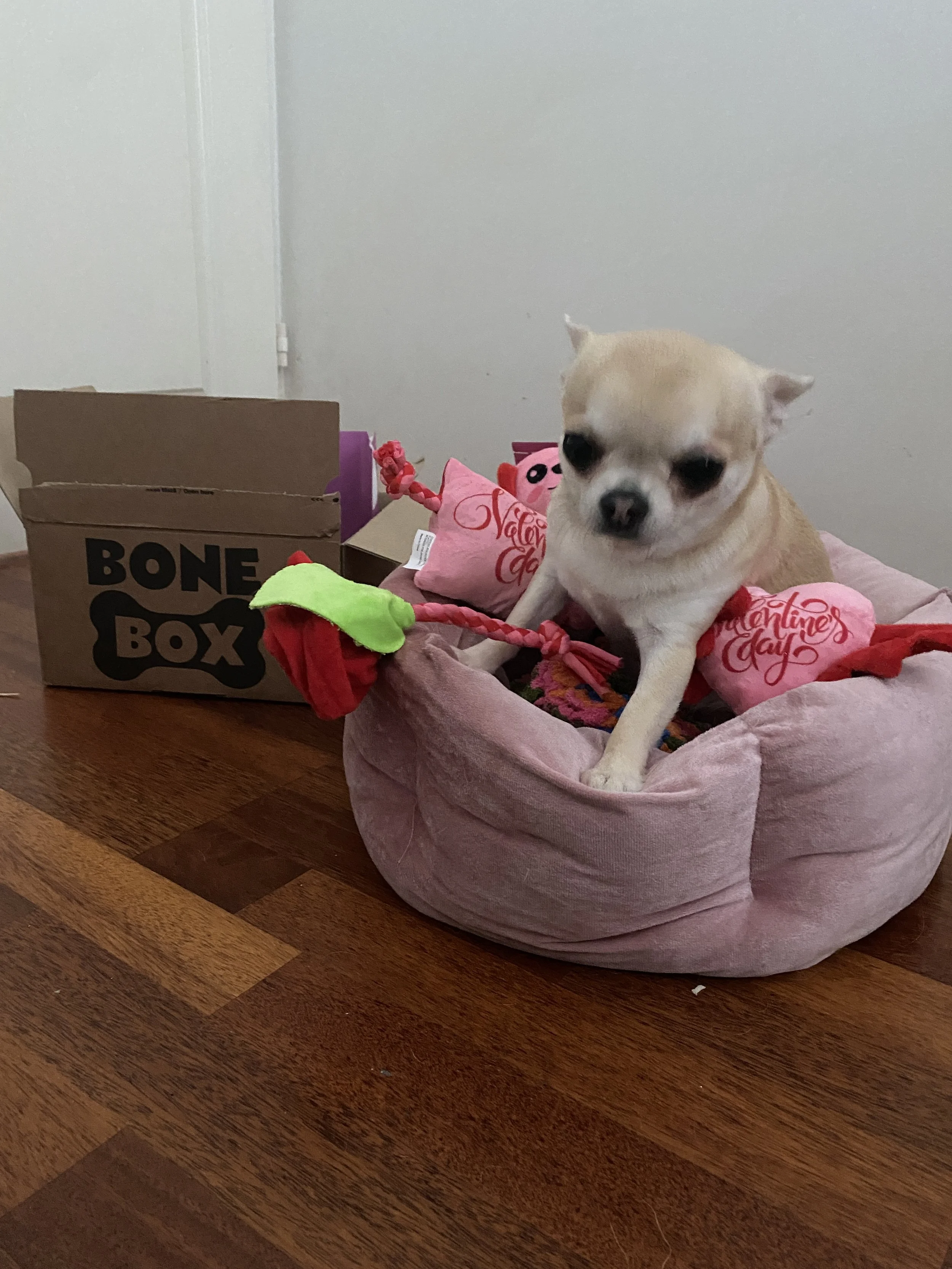 A small dog sitting in a pink pet bed with Valentine’s Day decorations, including a pink heart-shaped plush with 'Valentine's Day' written on it, next to a cardboard box labeled 'BONE BOX' on a wooden table.