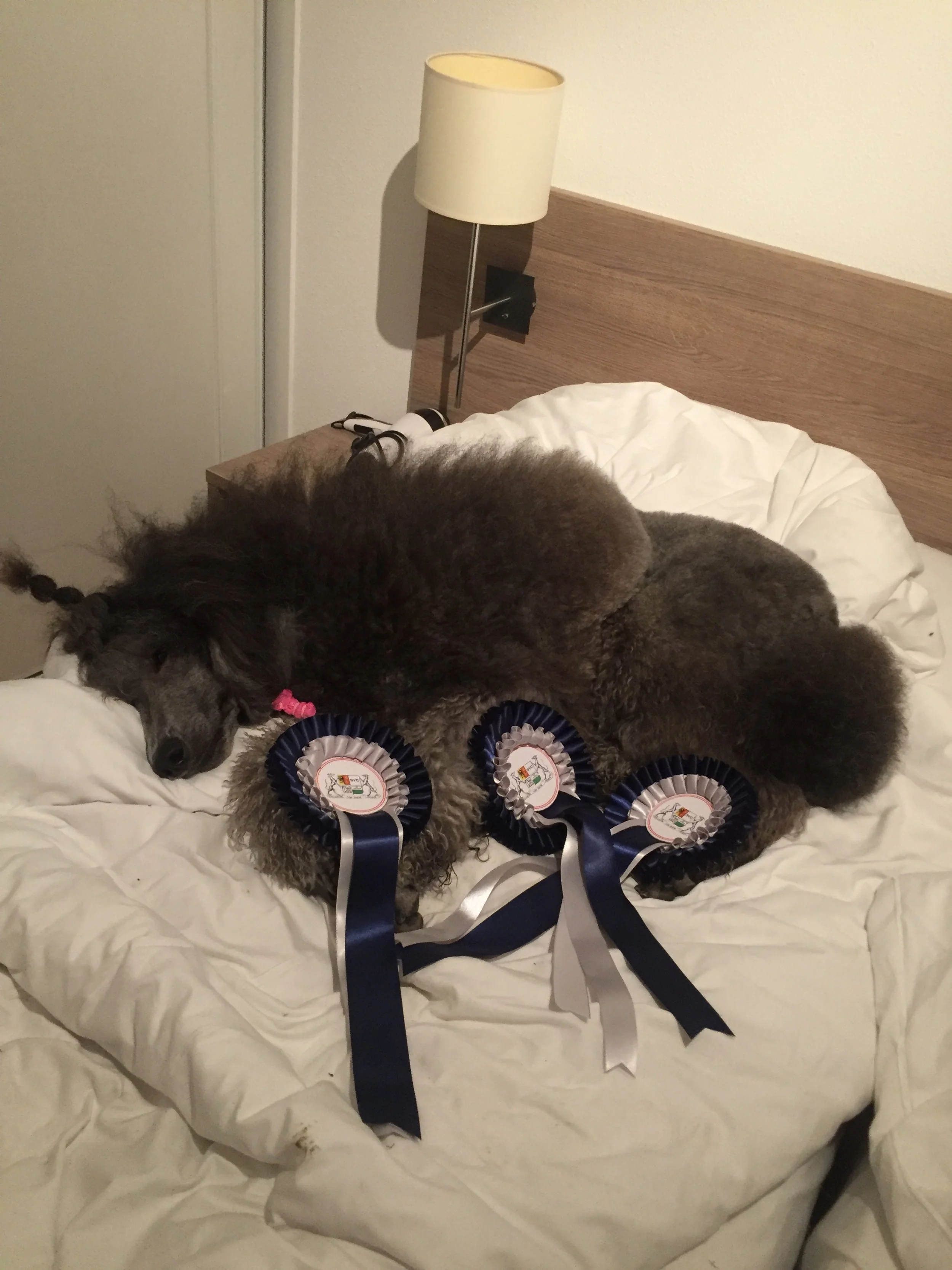 A gray poodle dog lying on a bed with three blue and white award ribbons on its front legs, in a room with a wooden headboard, white bedding, and a bedside lamp.