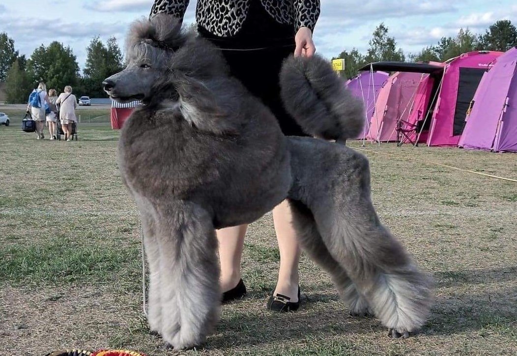 A dog with the body of a poodle but the face of a wolf, standing outdoors near pink tents and people.