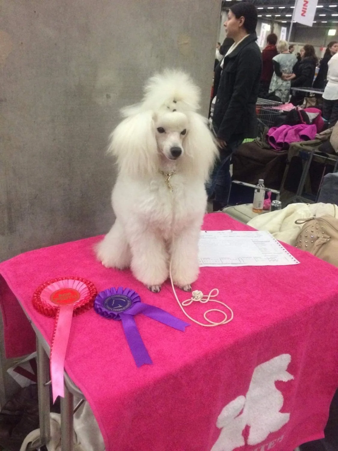 A white poodle with a fluffy hairstyle sitting on a pink table at a dog show, with ribbons and awards nearby, in a crowded indoor event space.