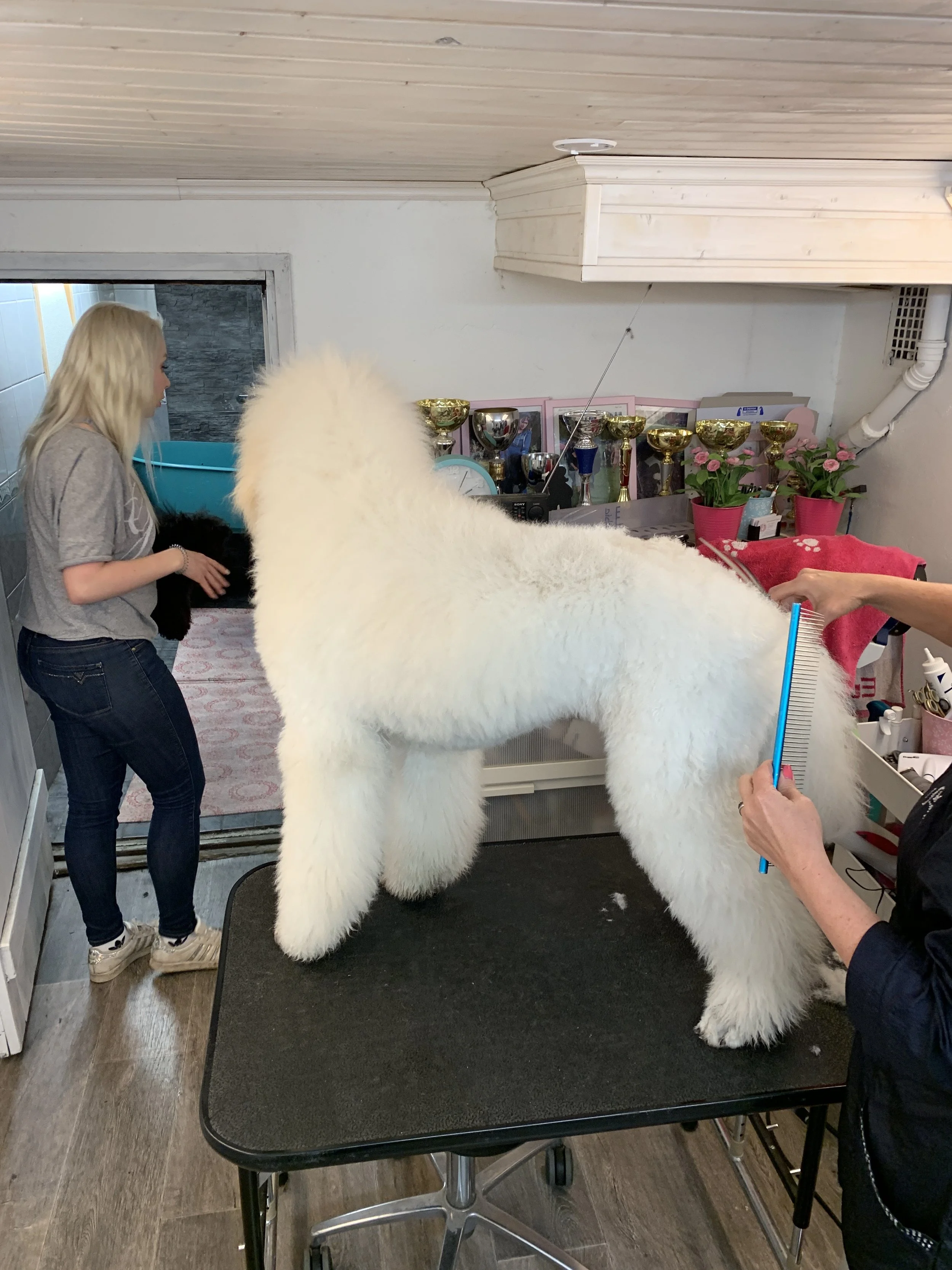 A woman is grooming a large, fluffy, white dog on a grooming table, with a woman holding a blue comb and the dog facing away from her.